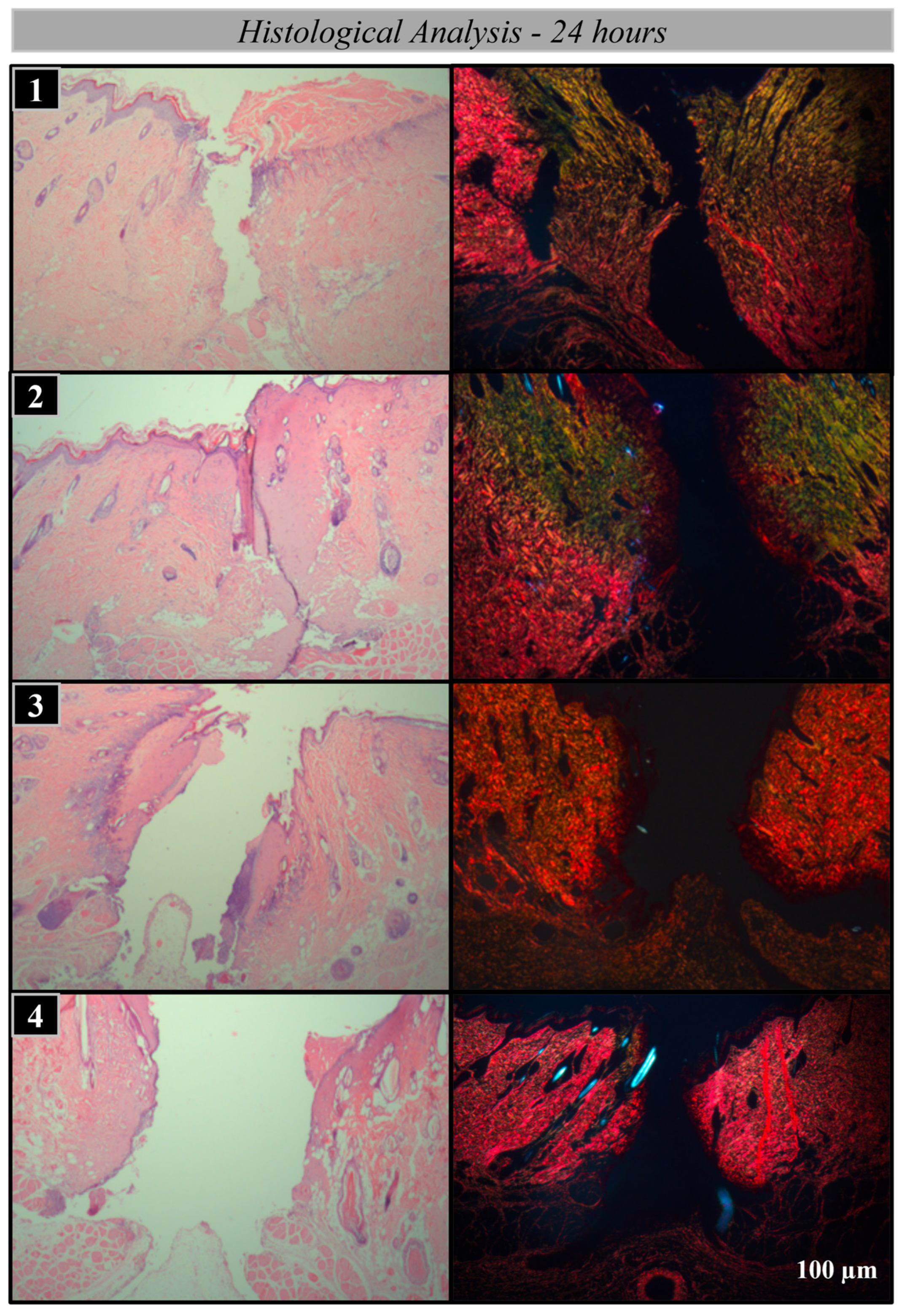 Bioengineering 12 00732 g003 Bioengineering 12 00732 g003