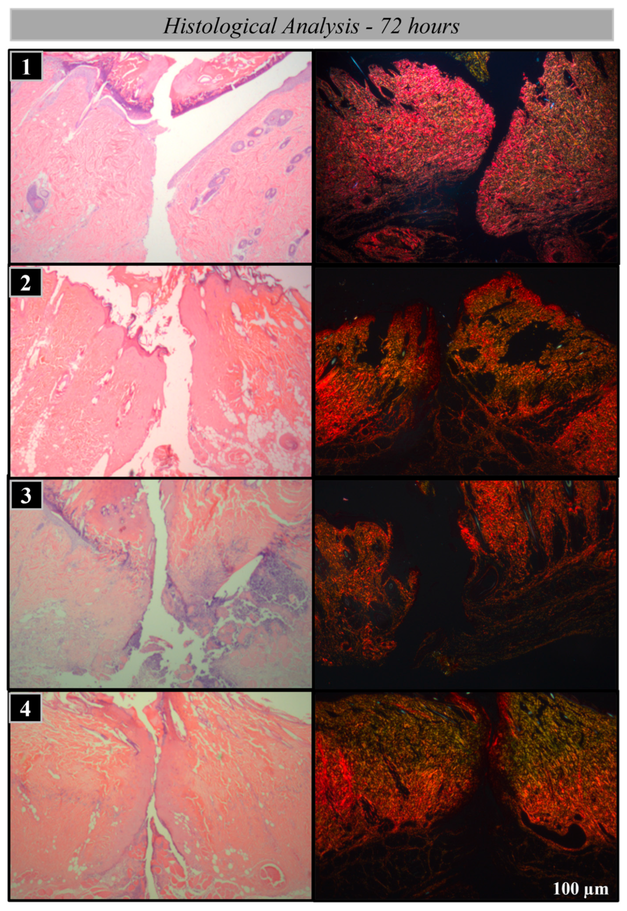 Bioengineering 12 00732 g005 Bioengineering 12 00732 g005