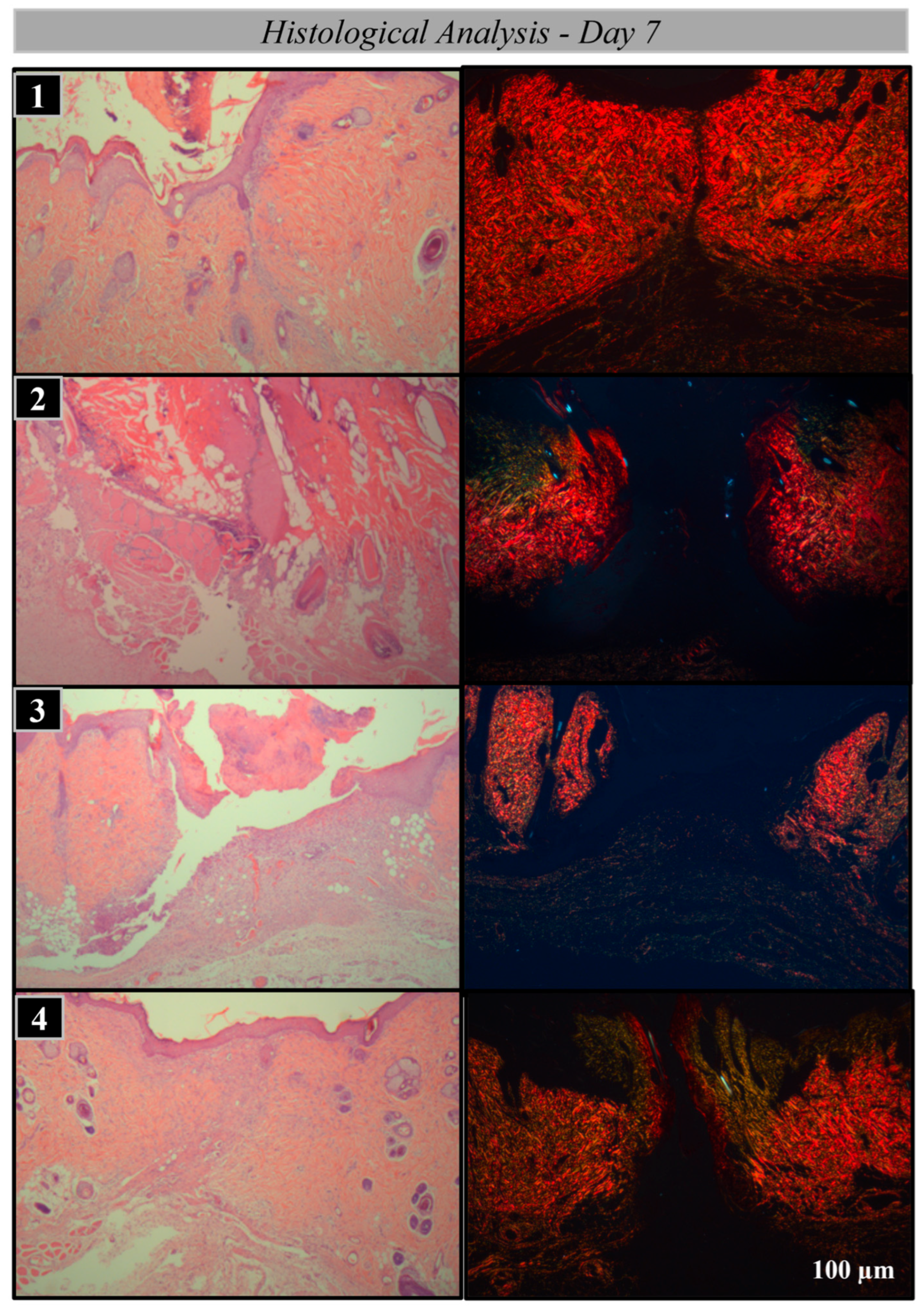 Bioengineering 12 00732 g006 Bioengineering 12 00732 g006