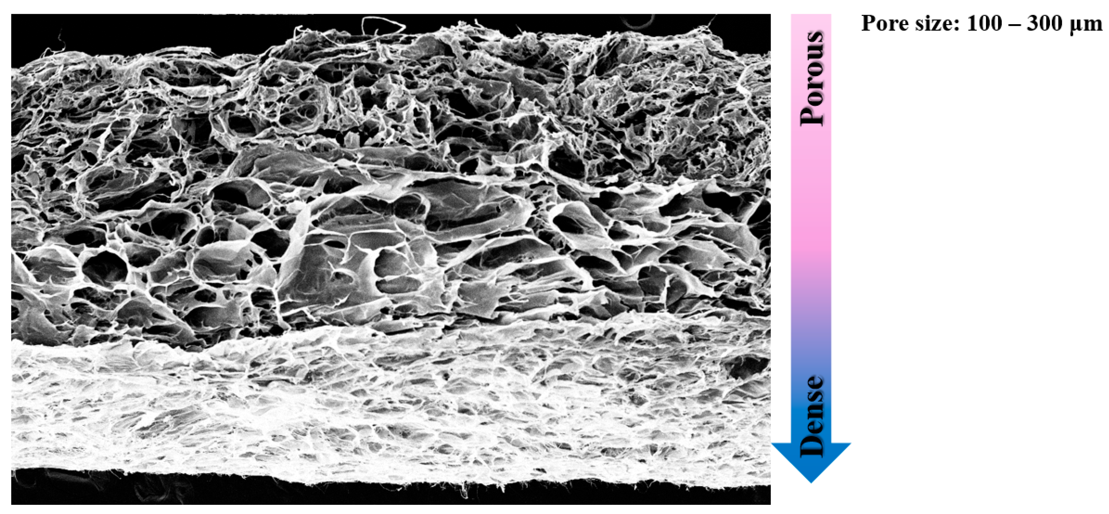 Bioengineering 12 00736 g003