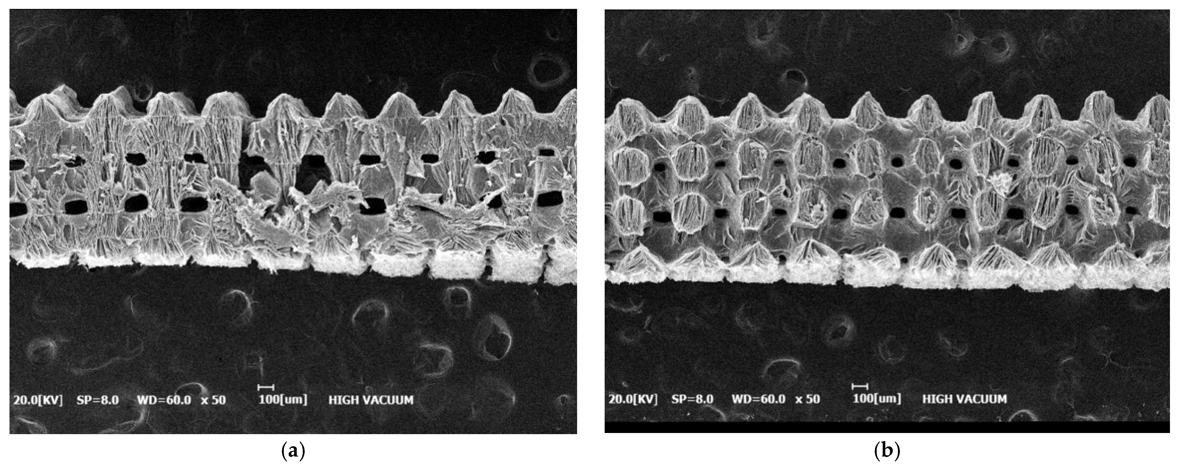 Bioengineering 12 00736 g004