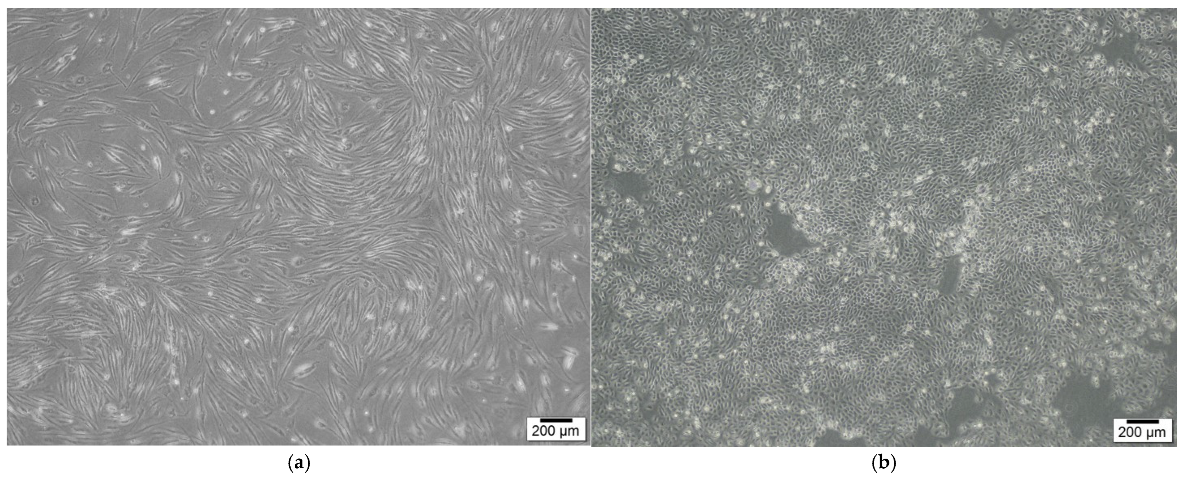 Bioengineering 12 00757 g002