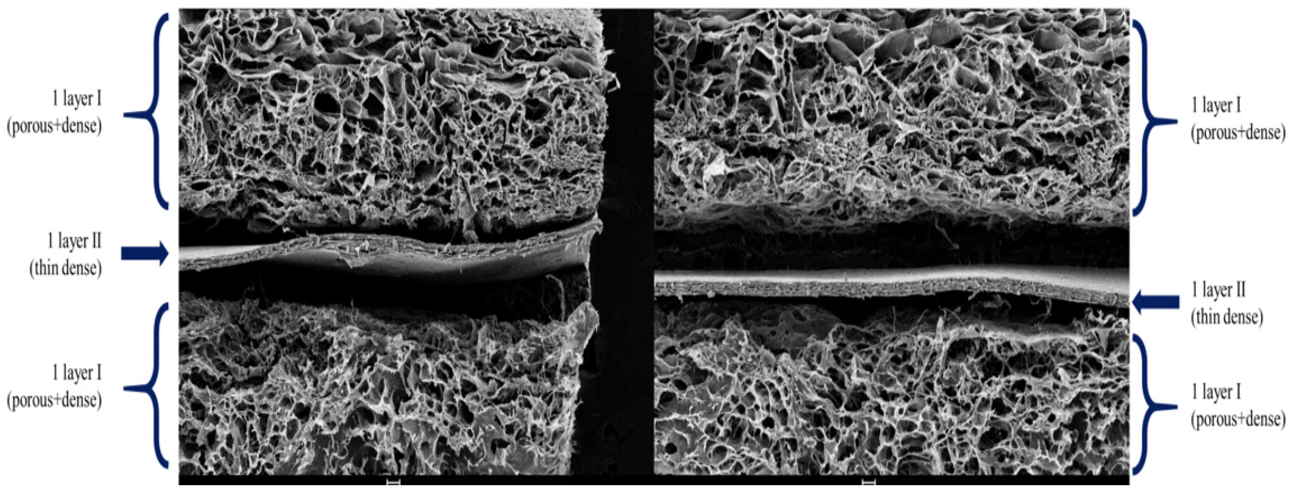Bioengineering 12 00757 g007