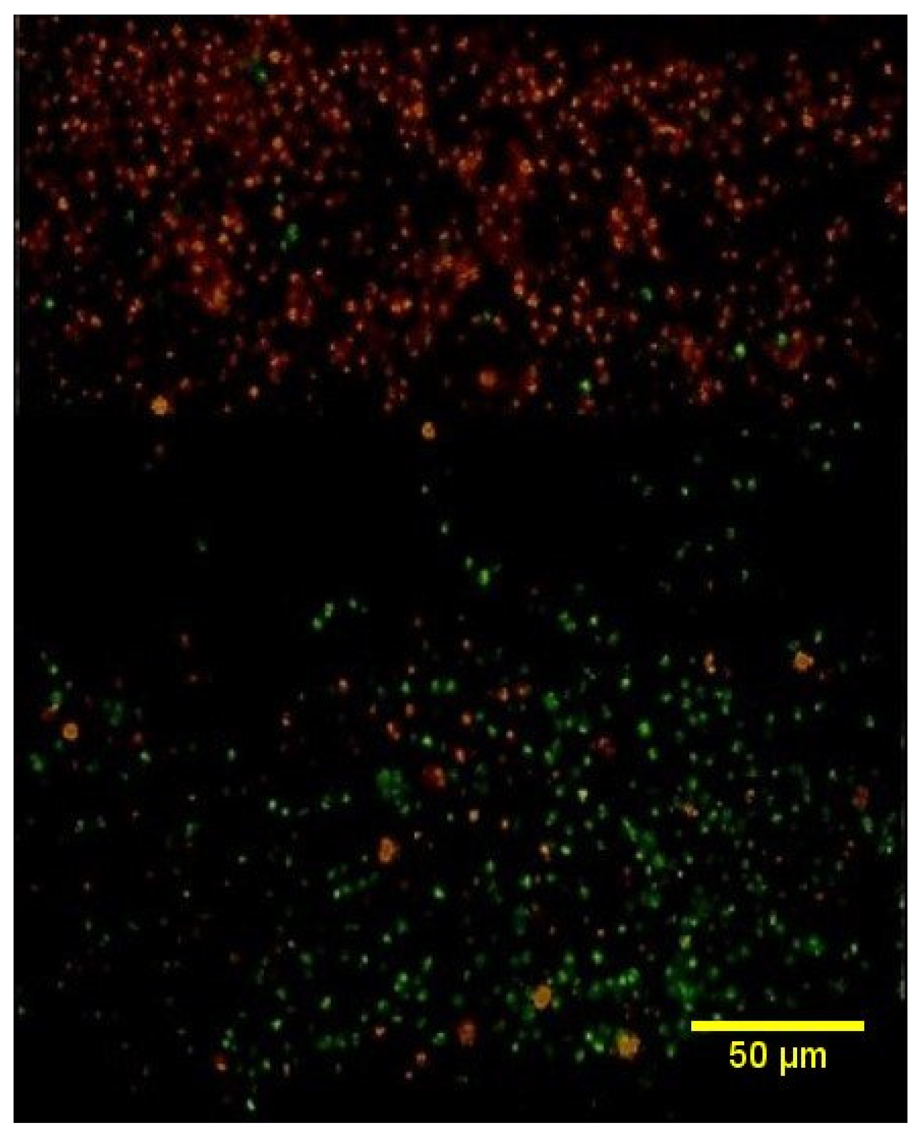 Bioengineering 12 00757 g008