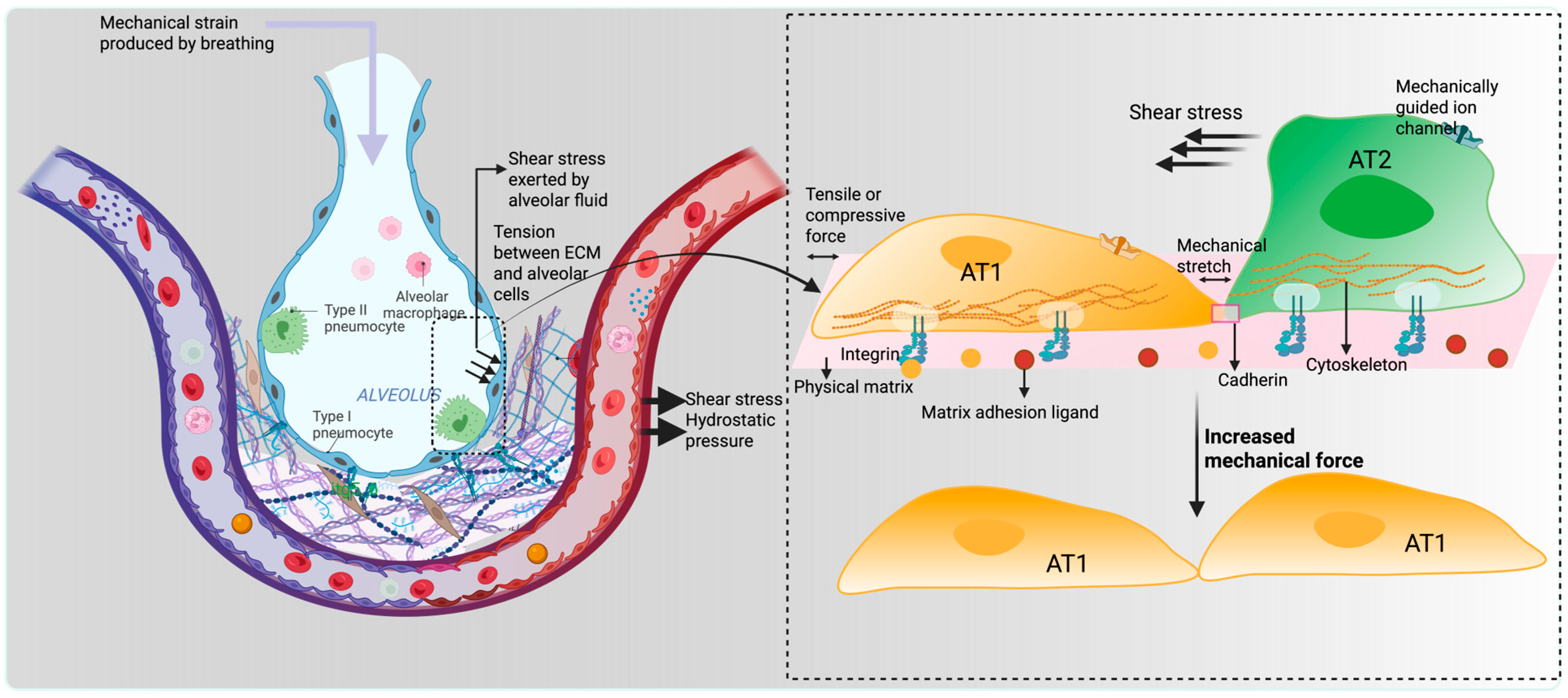 Bioengineering 12 00760 g001