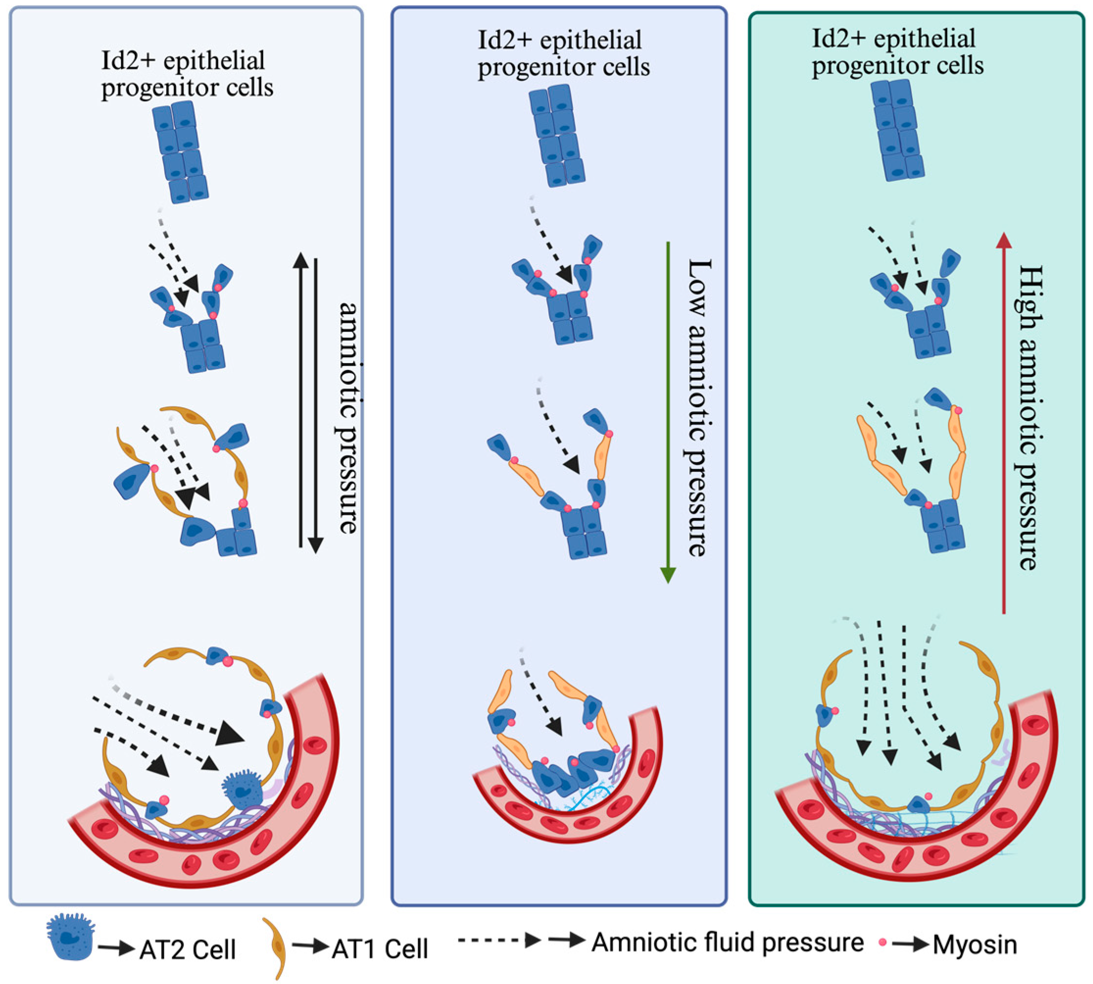 Bioengineering 12 00760 g002