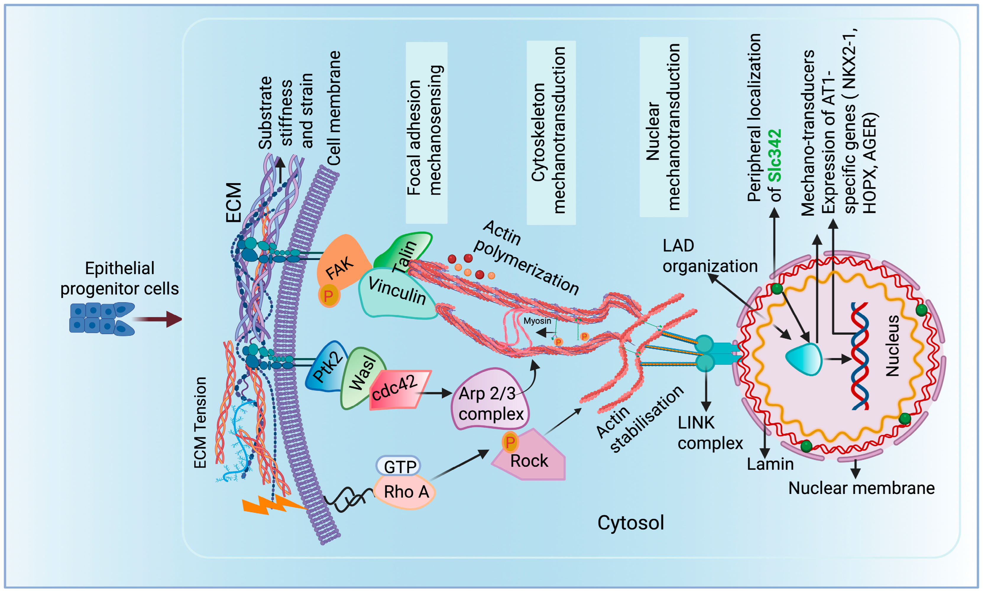 Bioengineering 12 00760 g003