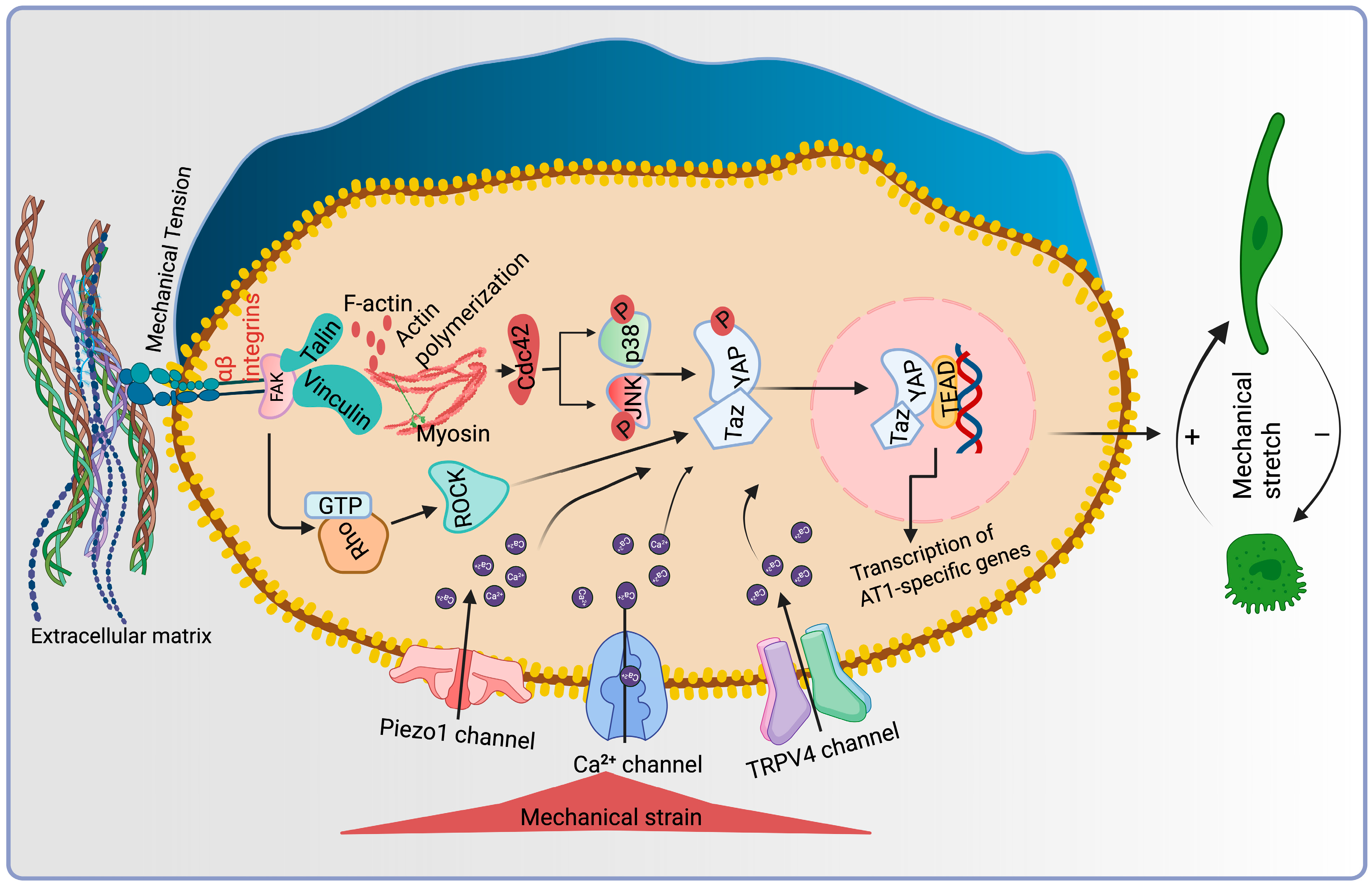 Bioengineering 12 00760 g004
