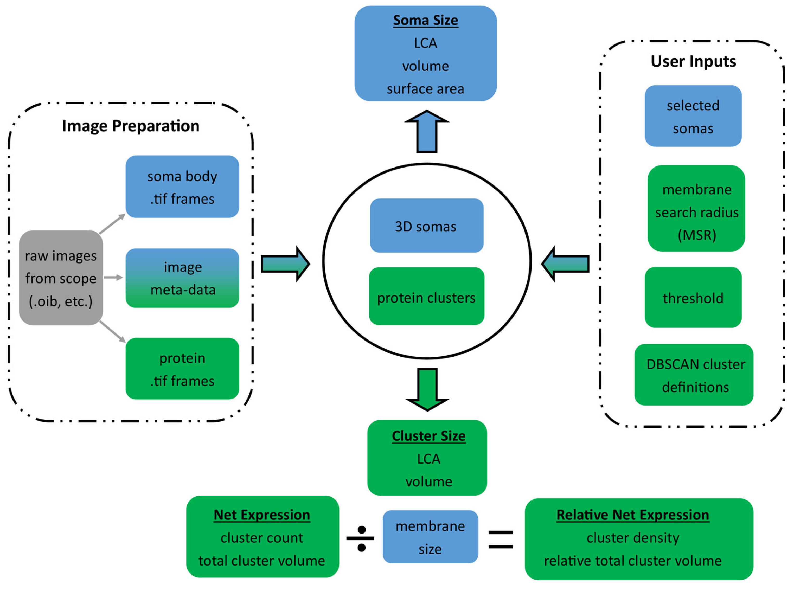 Bioengineering 12 00761 g001