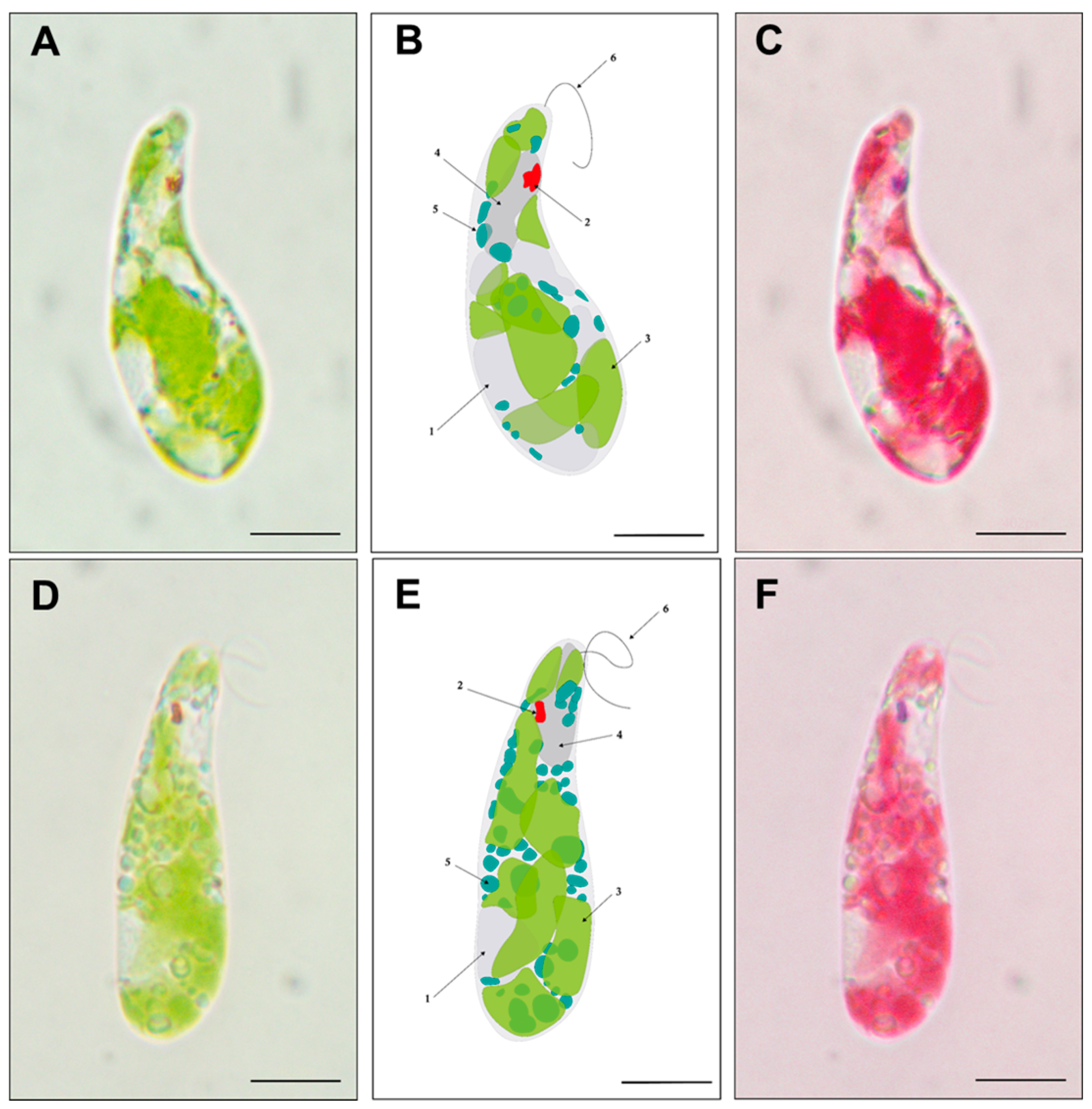 Bioengineering 12 00763 g006