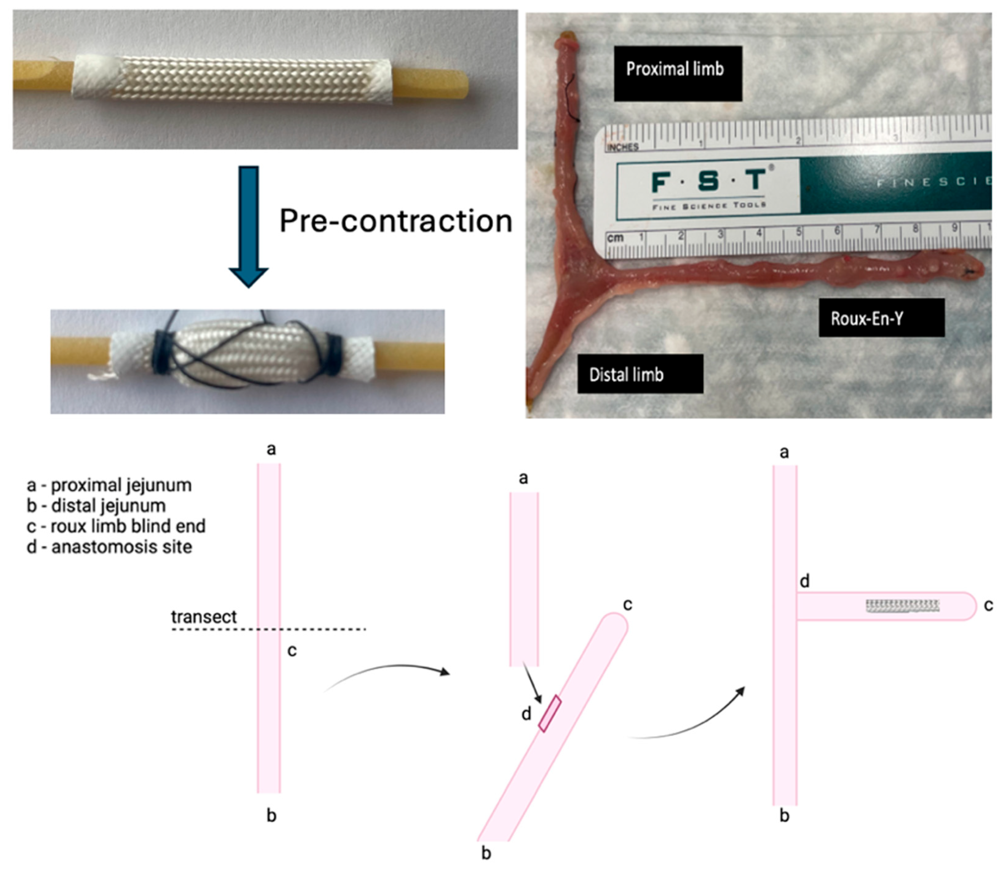 Bioengineering 12 00771 g001