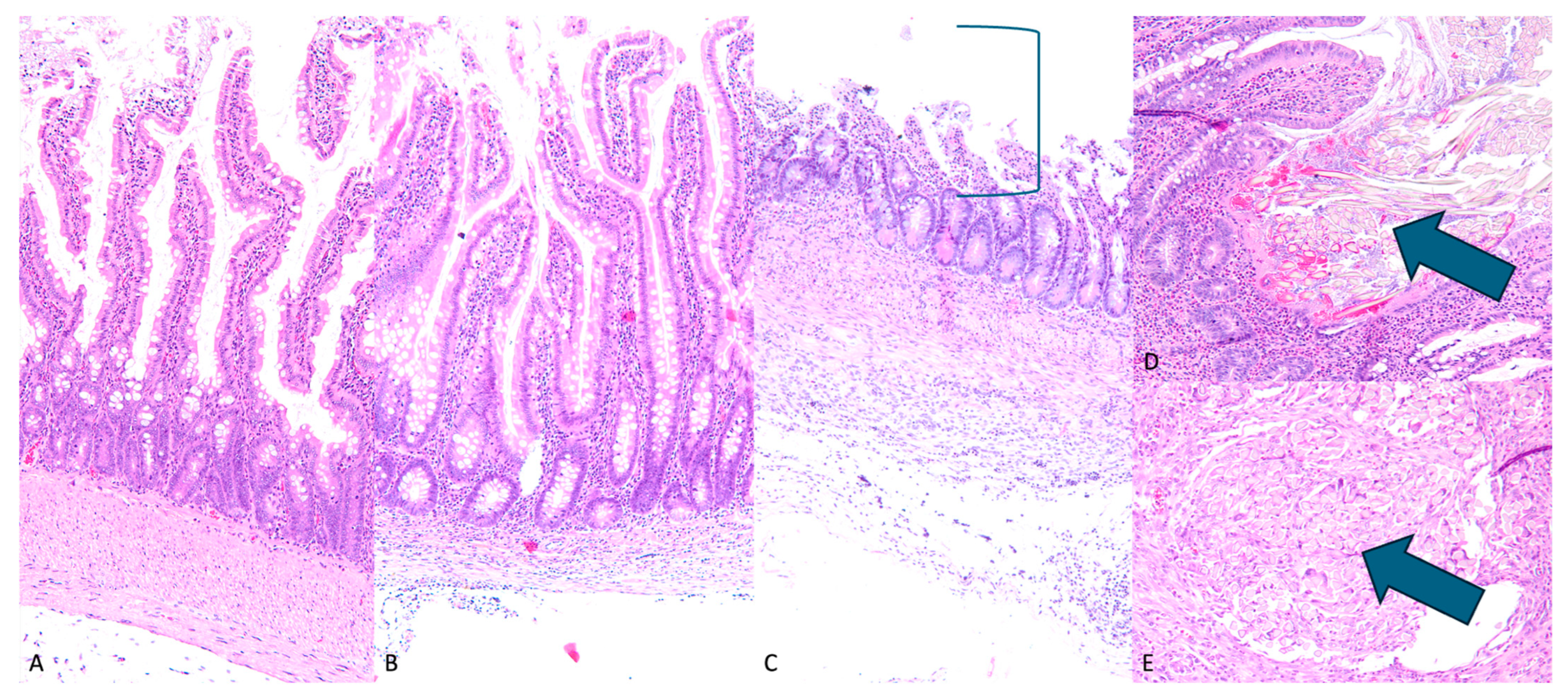 Bioengineering 12 00771 g003