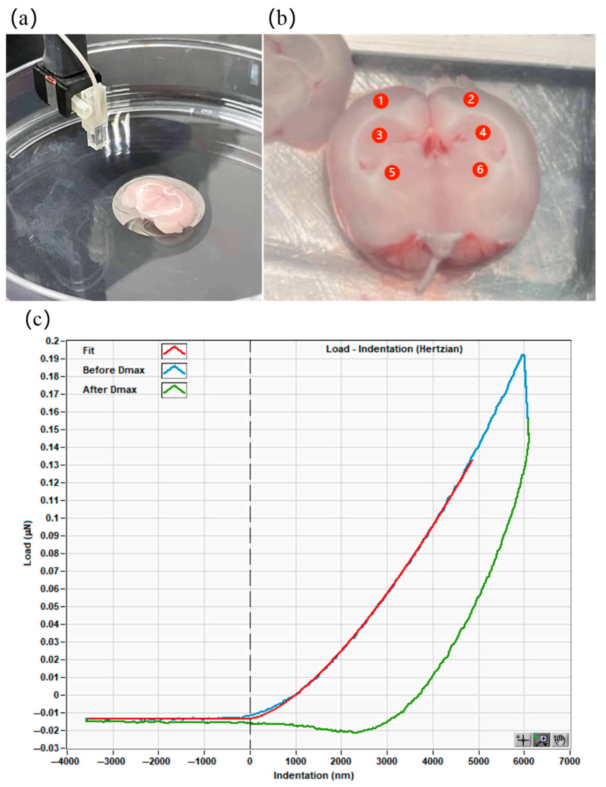 Bioengineering 12 00787 g001