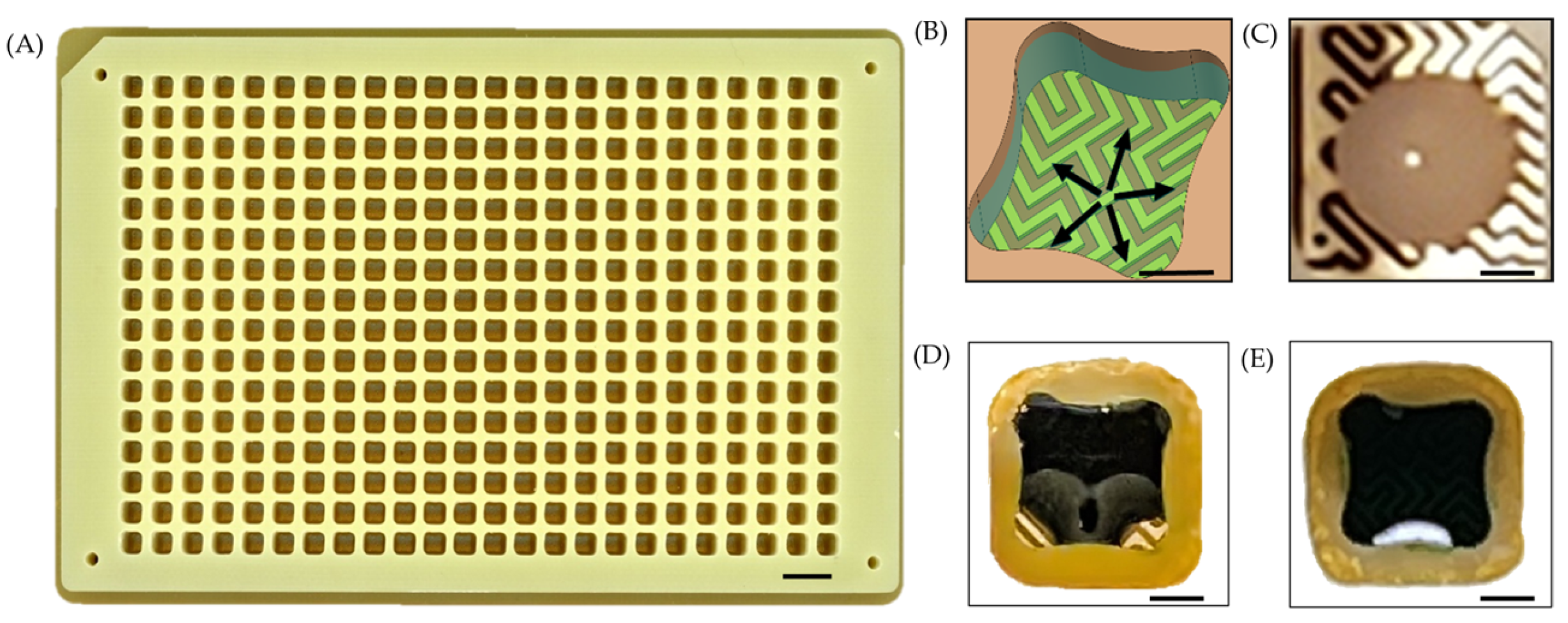 Bioengineering 12 00788 g001