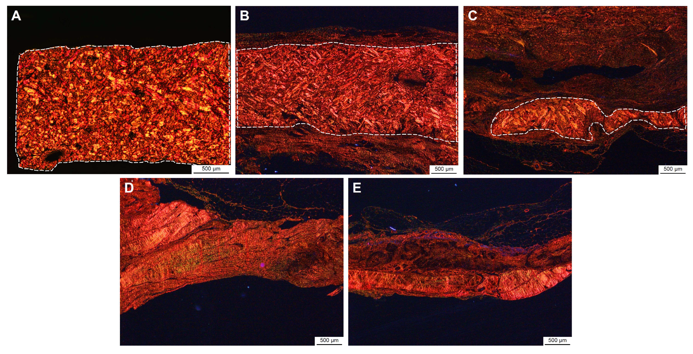 Bioengineering 12 00796 g005