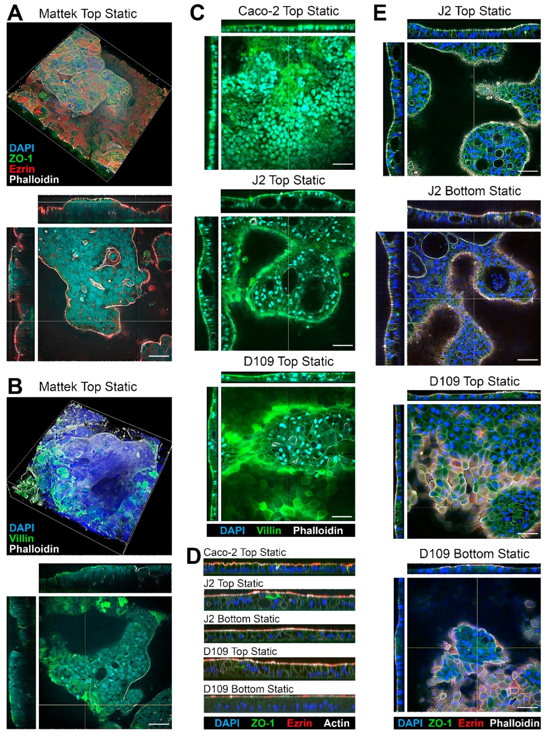 Bioengineering 12 00809 g002