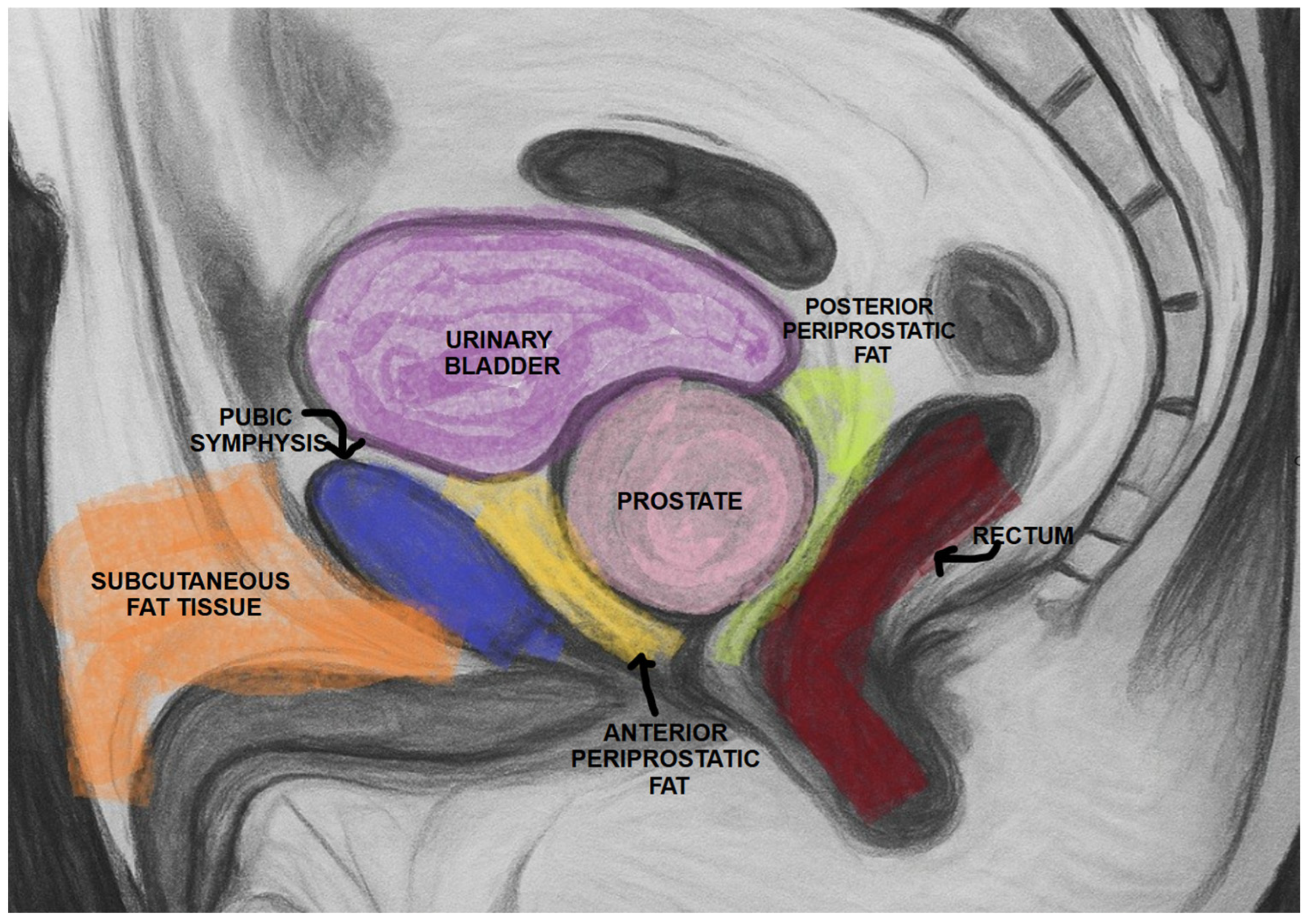 Bioengineering 12 00831 g001