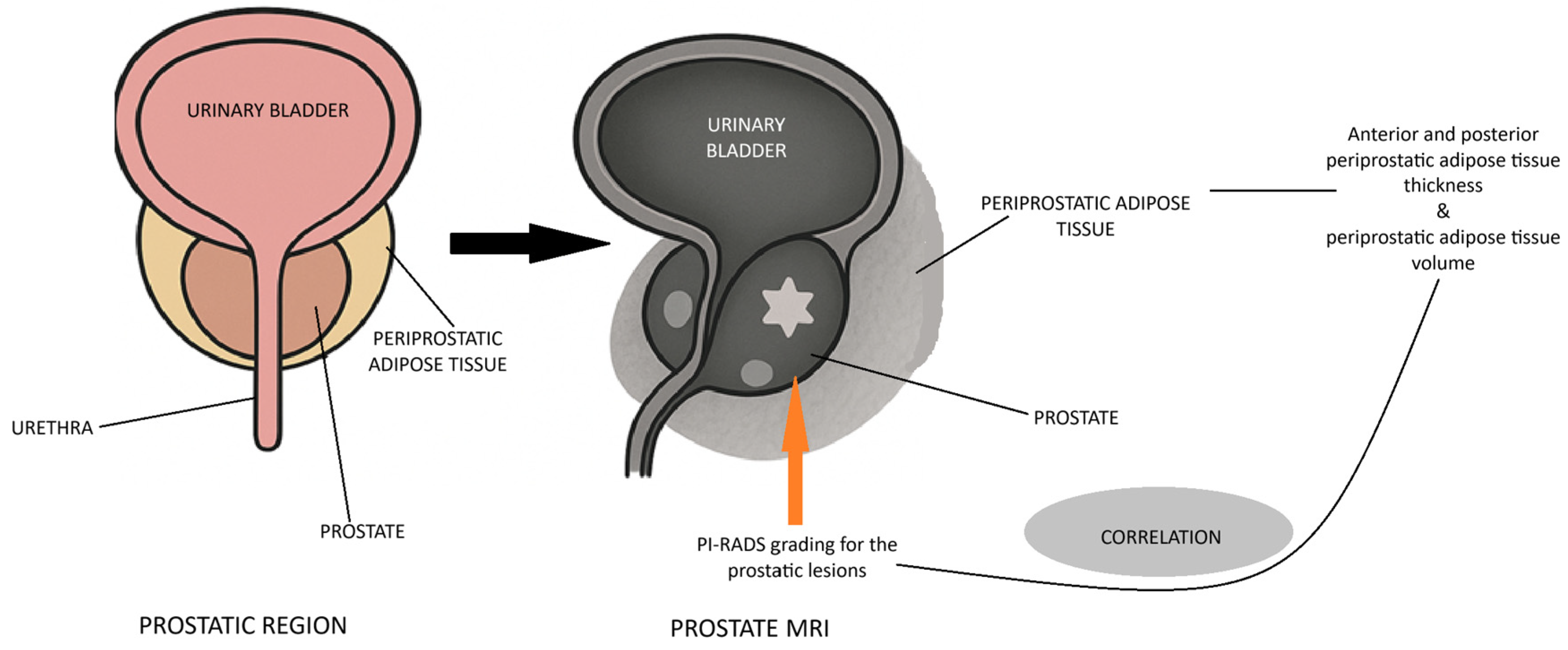 Bioengineering 12 00831 g004