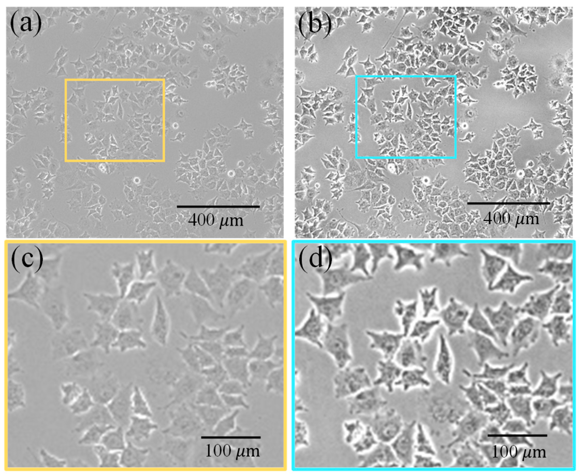 Bioengineering 12 00843 g002