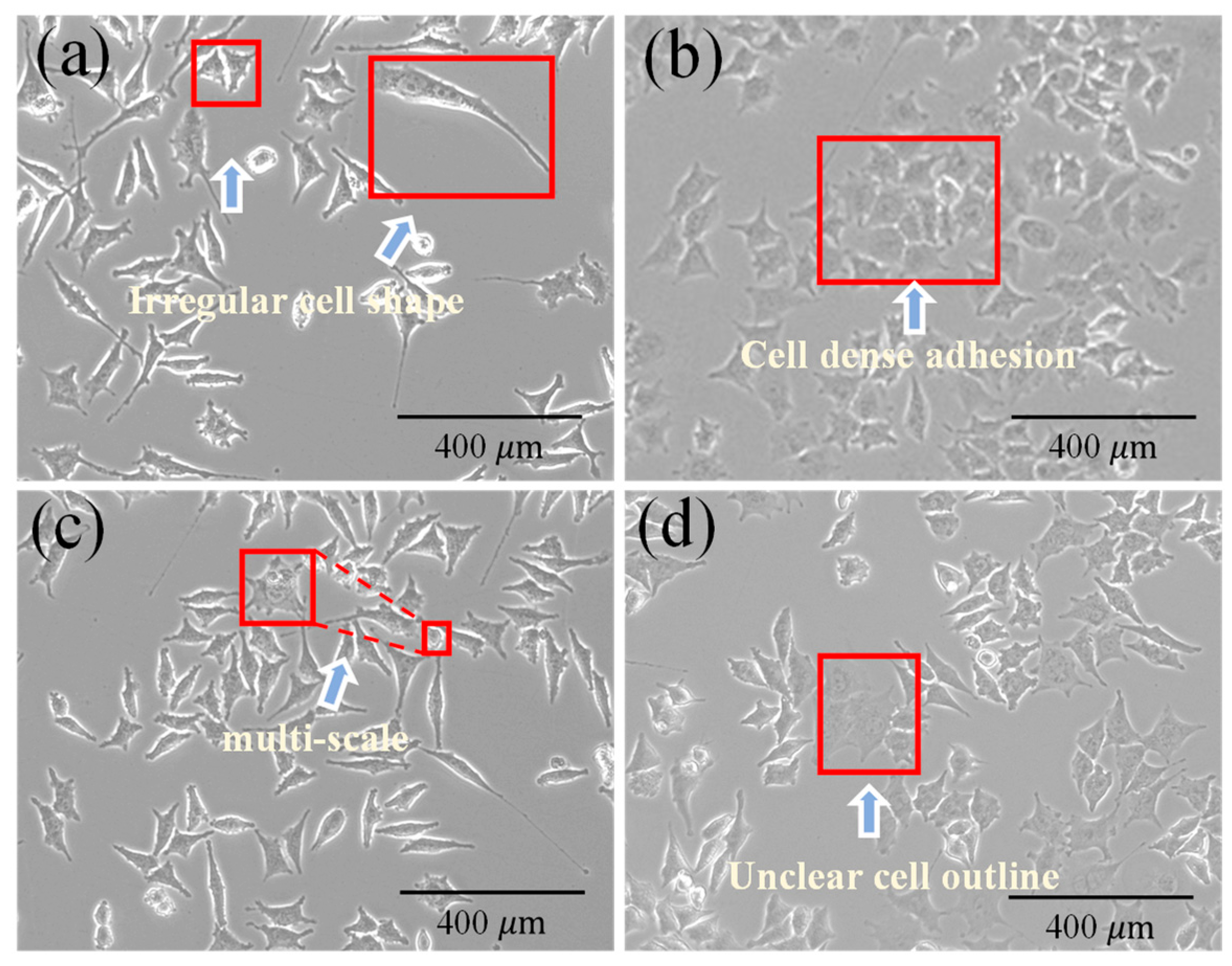 Bioengineering 12 00843 g003