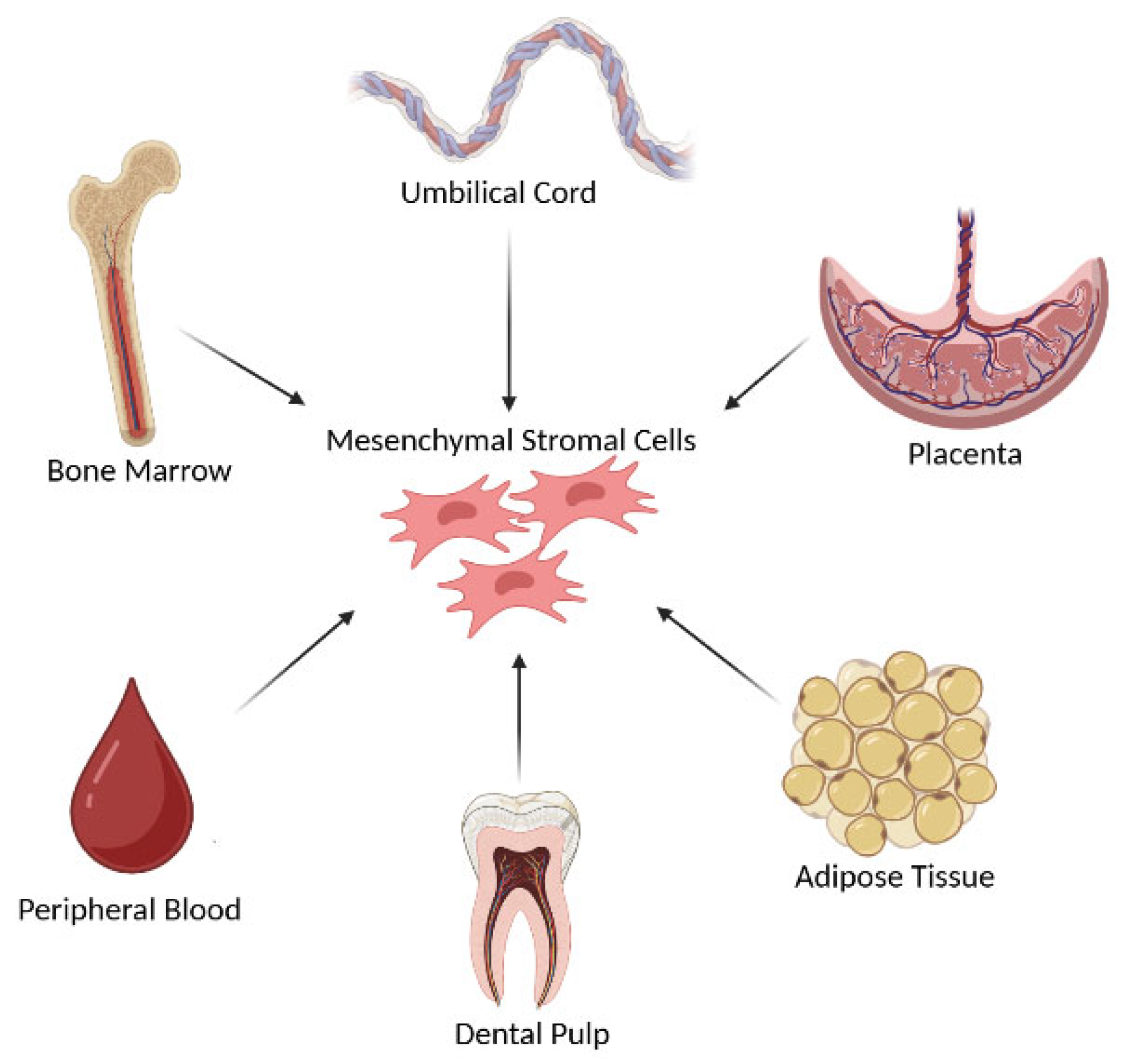 Bioengineering 12 00844 g001