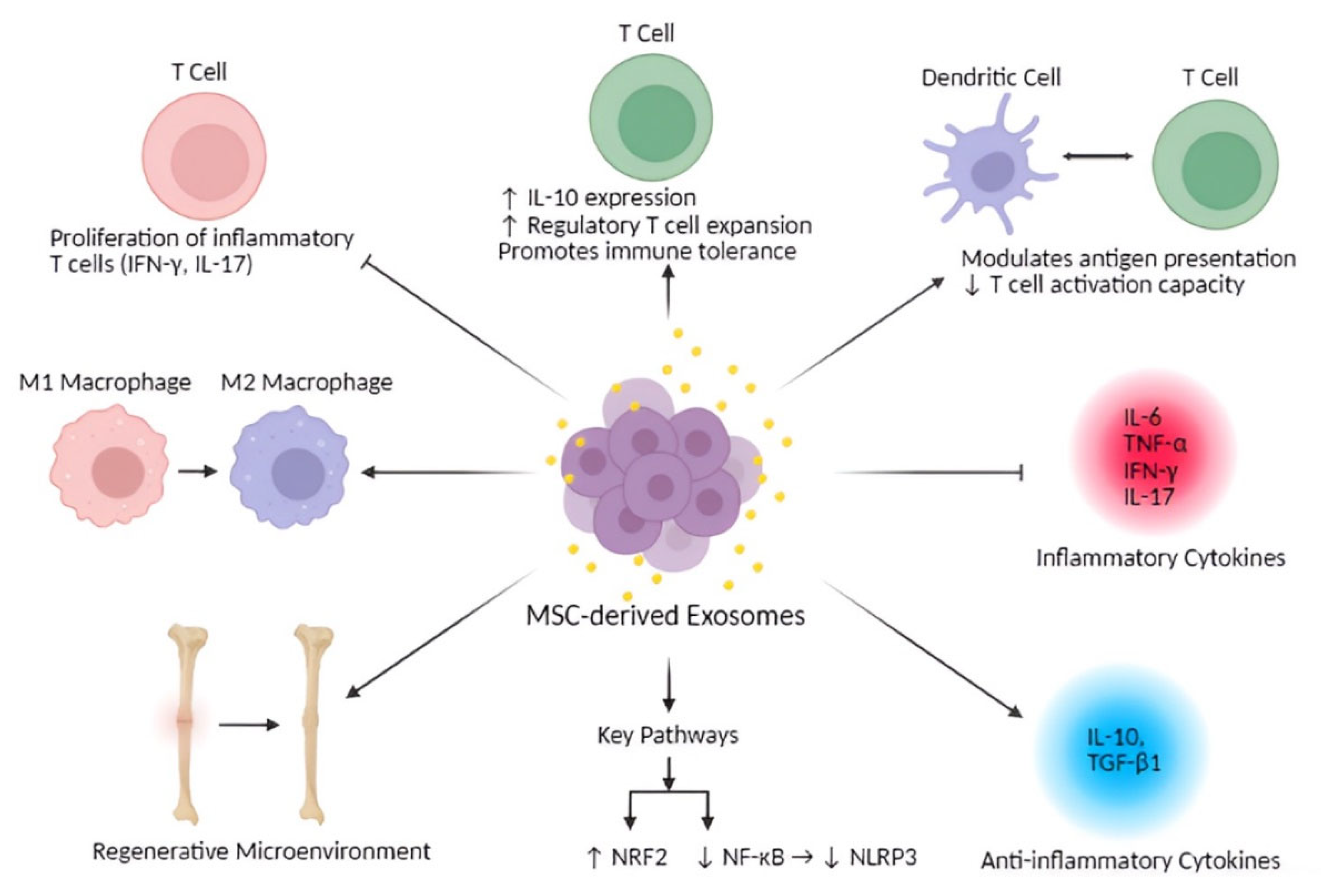 Bioengineering 12 00844 g002