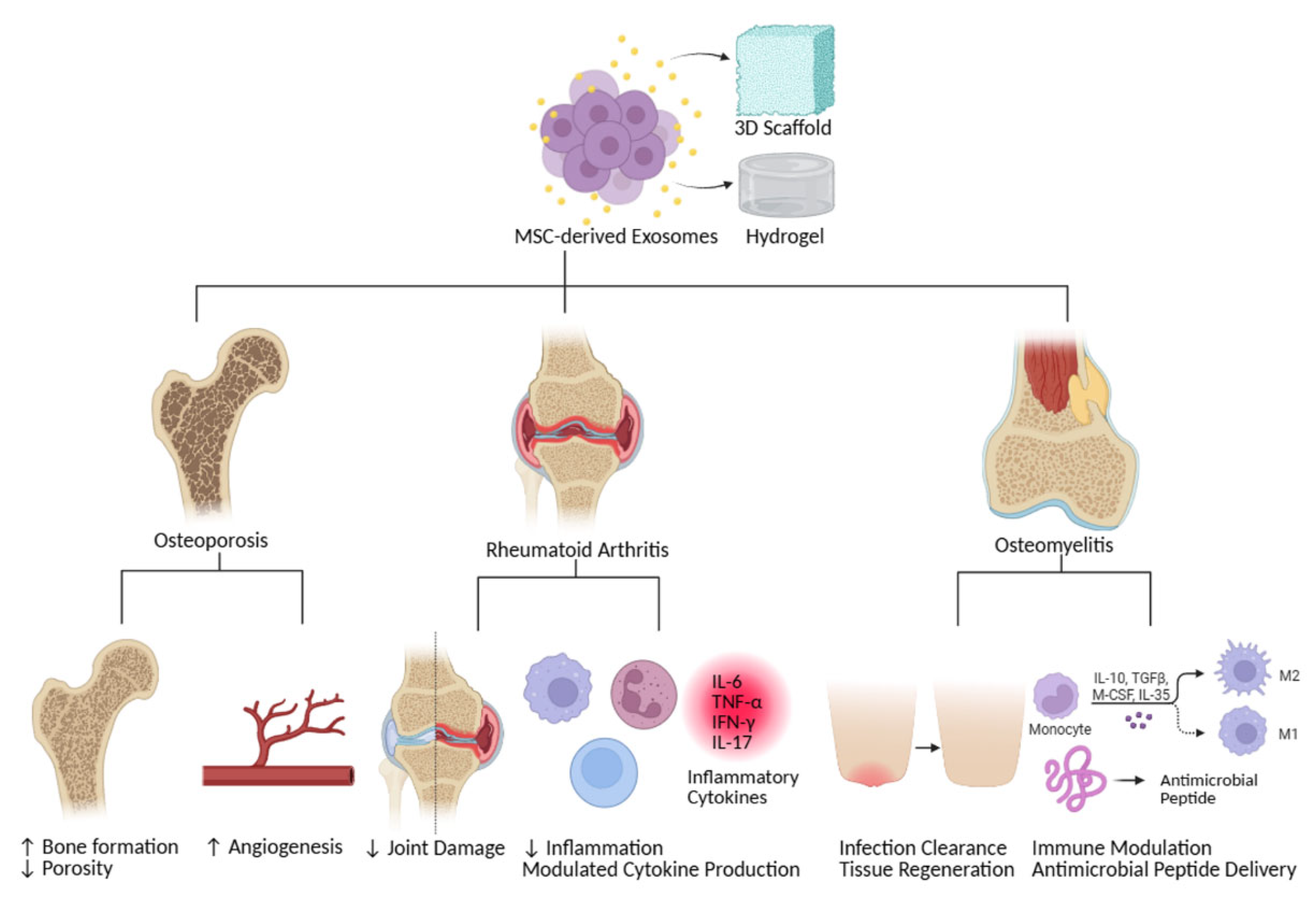 Bioengineering 12 00844 g003