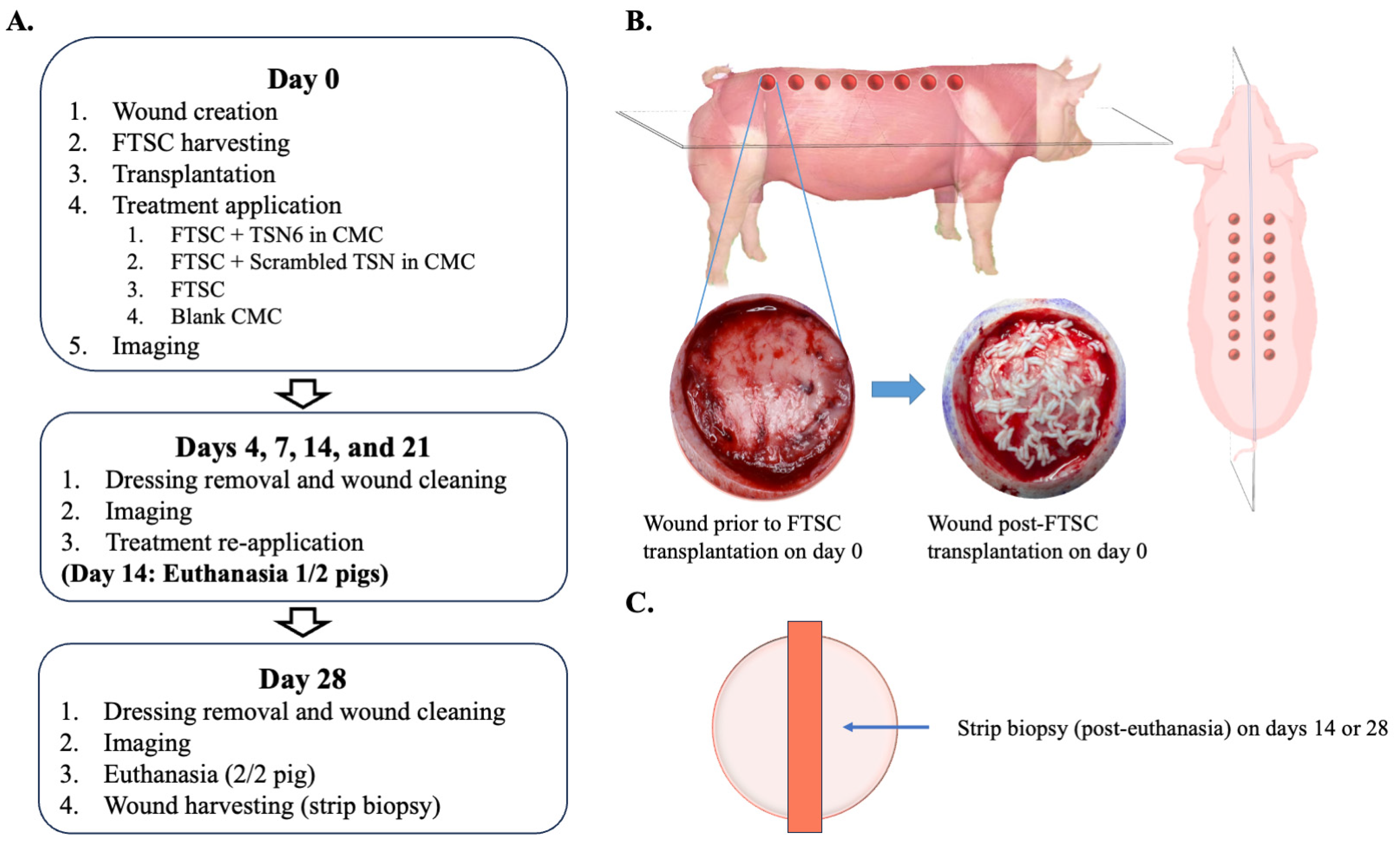 Bioengineering 12 00856 g001