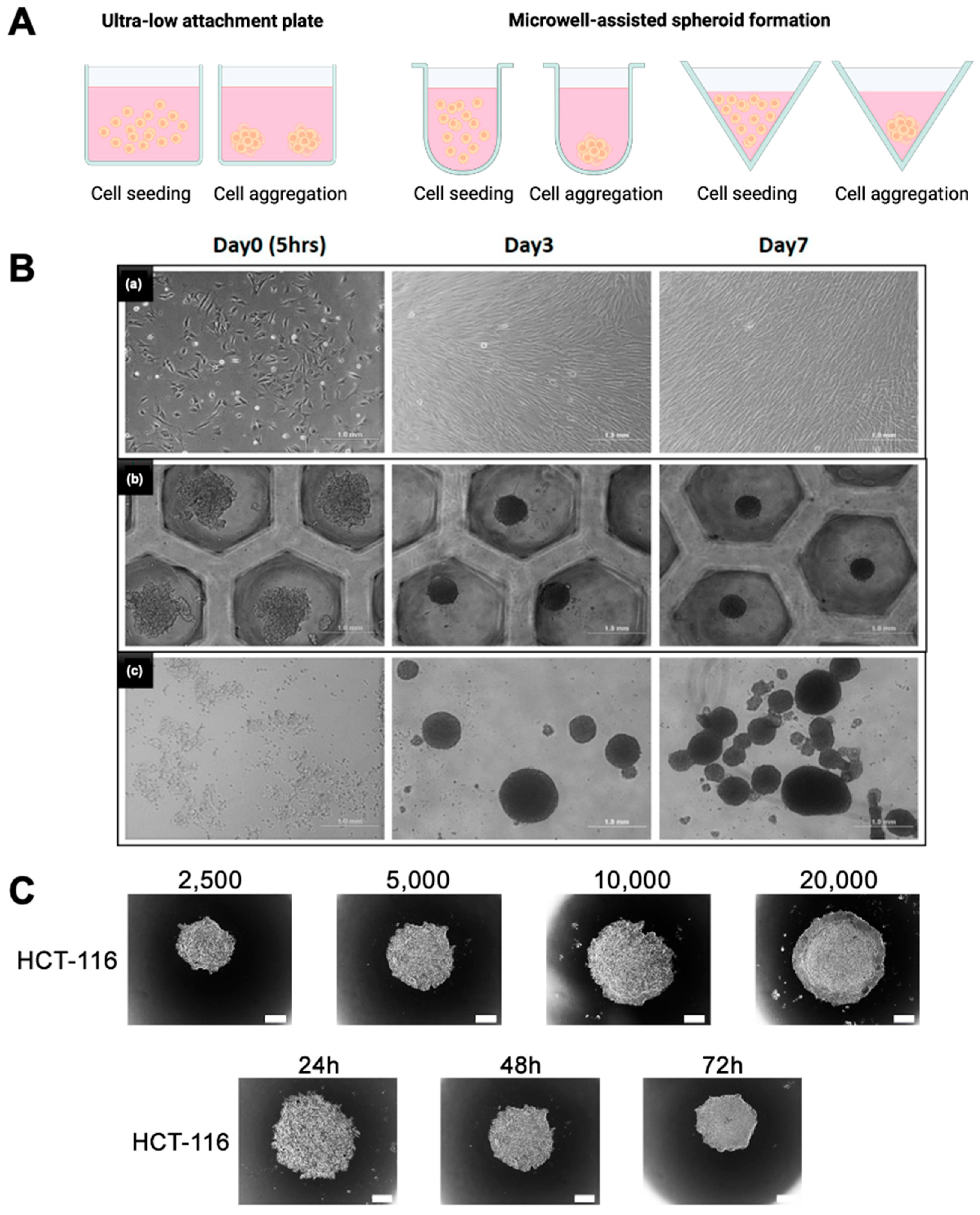 Bioengineering 12 00857 g003