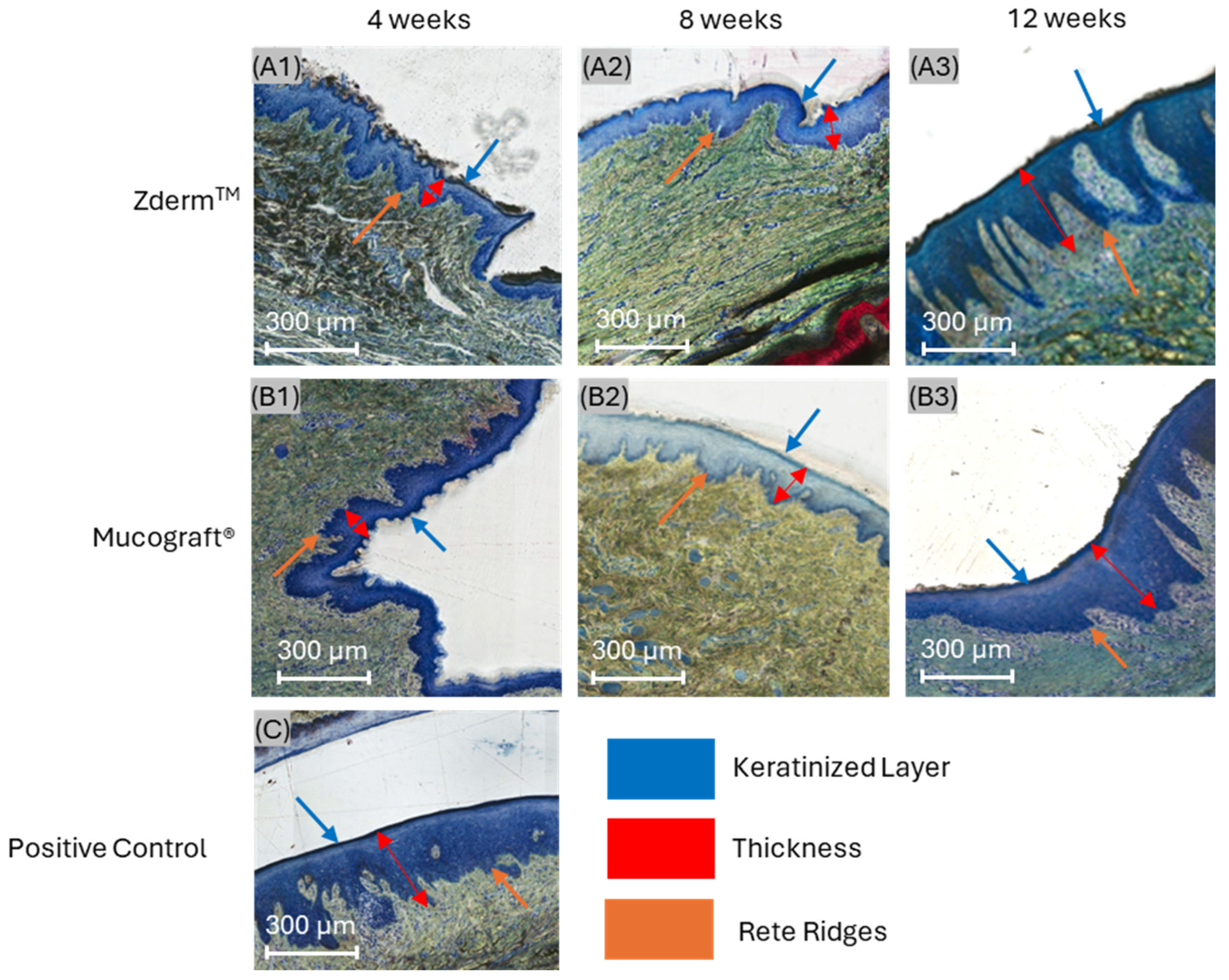 Bioengineering 12 00875 g003