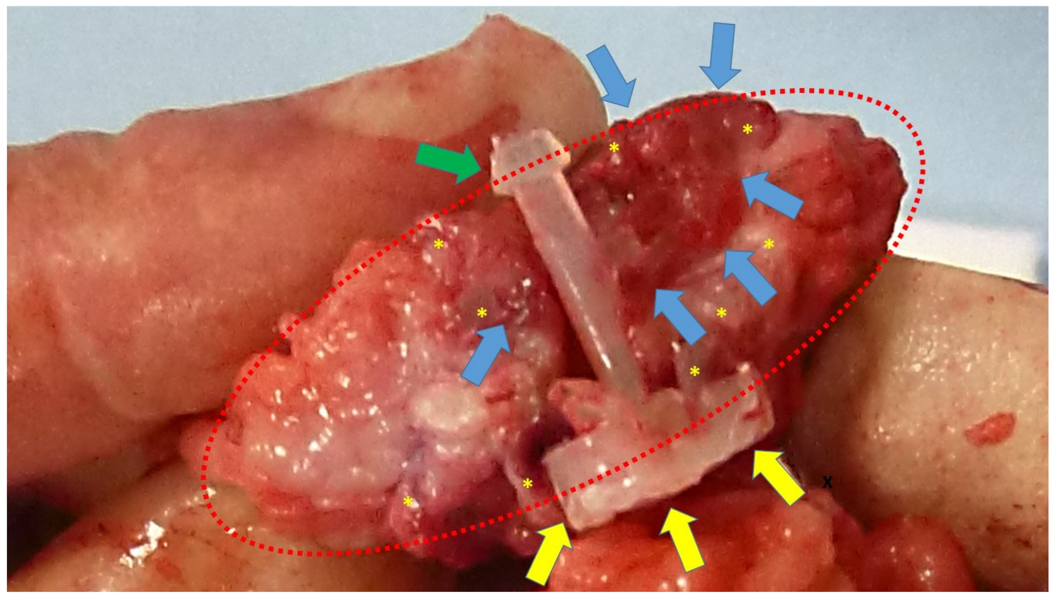 Bioengineering 12 00883 g002