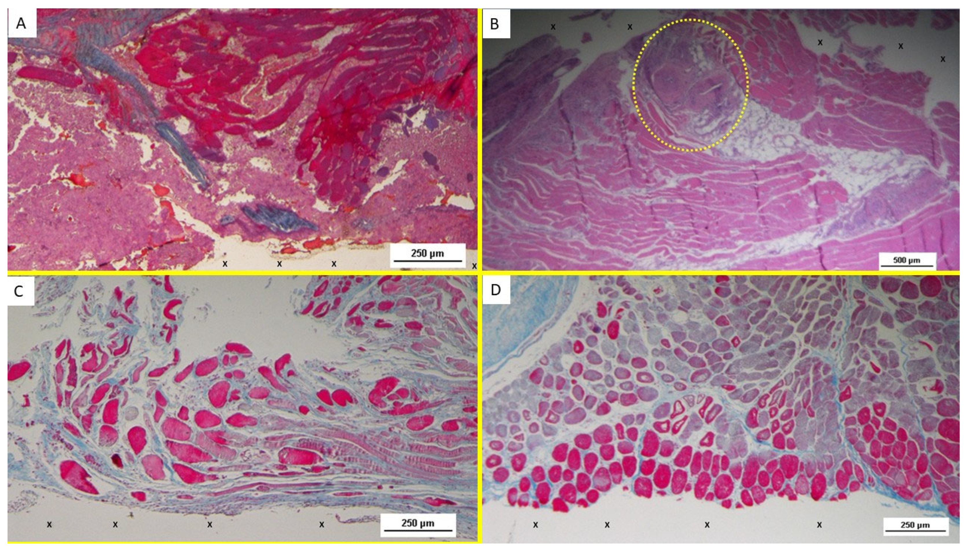 Bioengineering 12 00883 g004