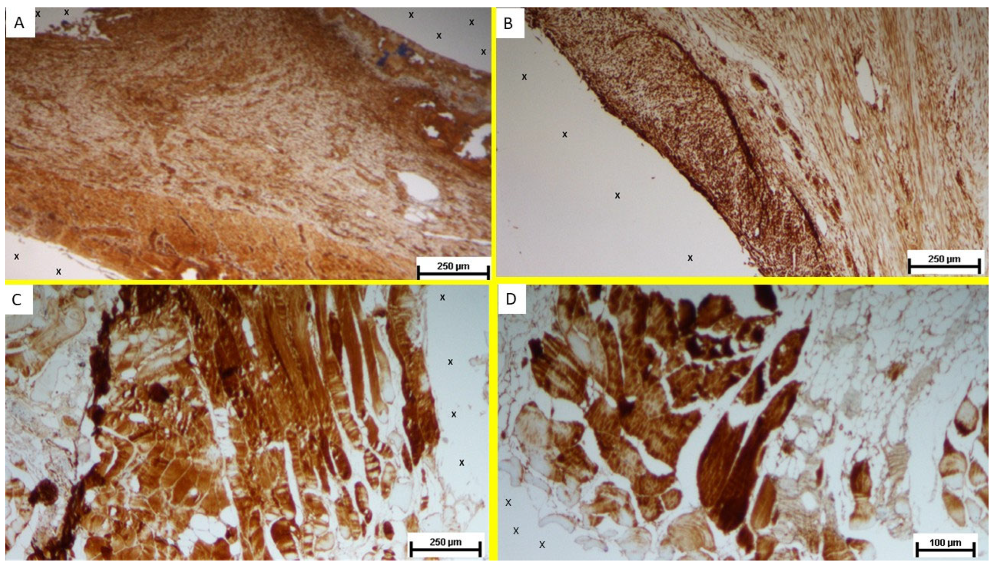 Bioengineering 12 00883 g006