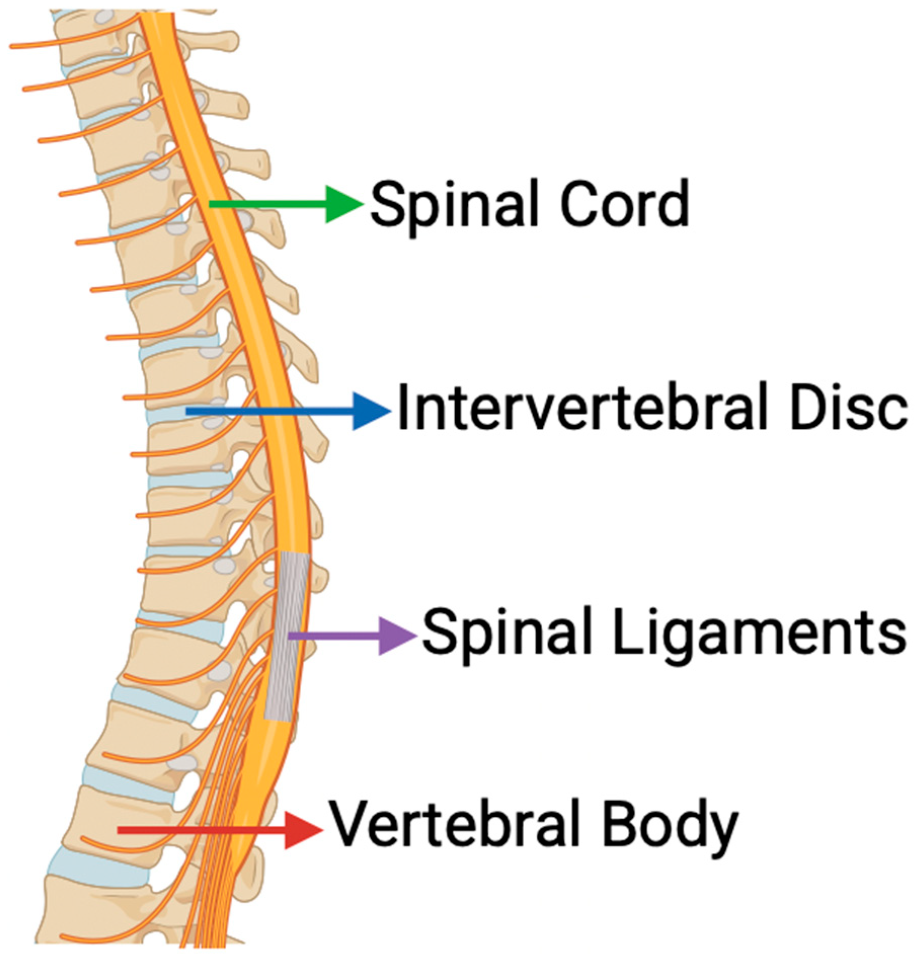 Bioengineering 12 00886 g001