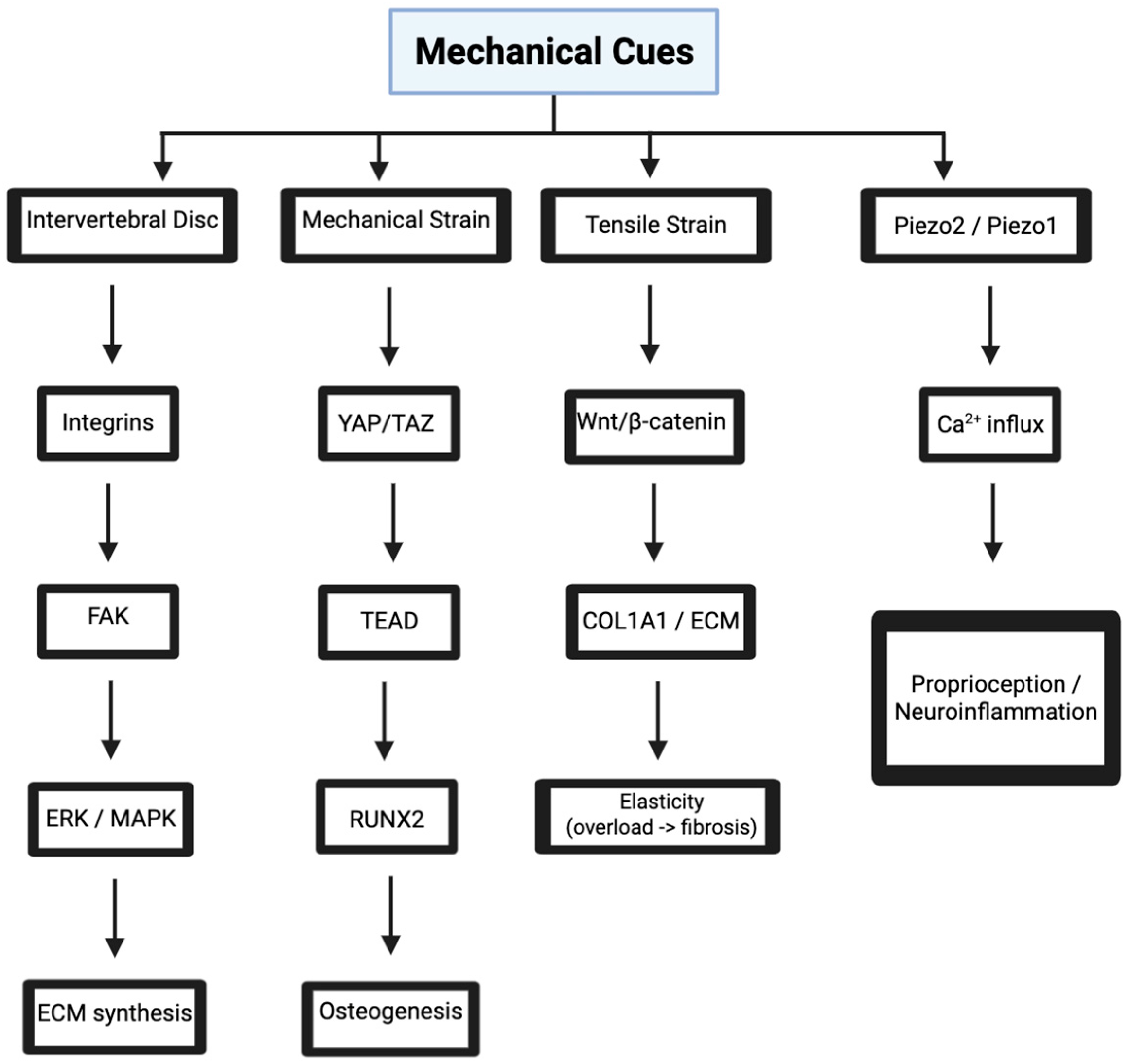 Bioengineering 12 00886 g002
