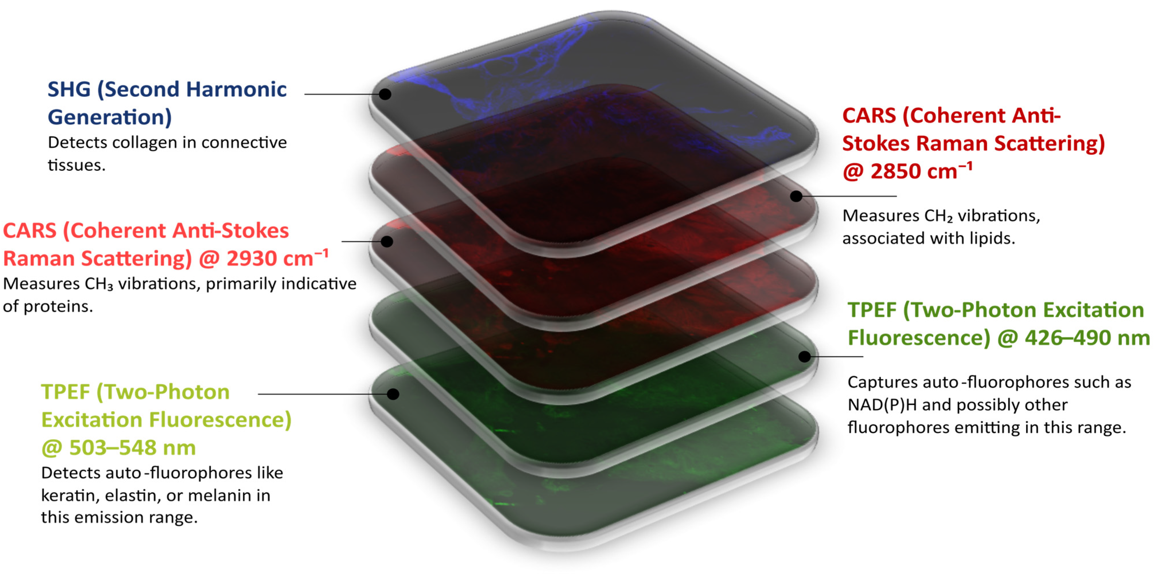 Bioengineering 12 00894 g002