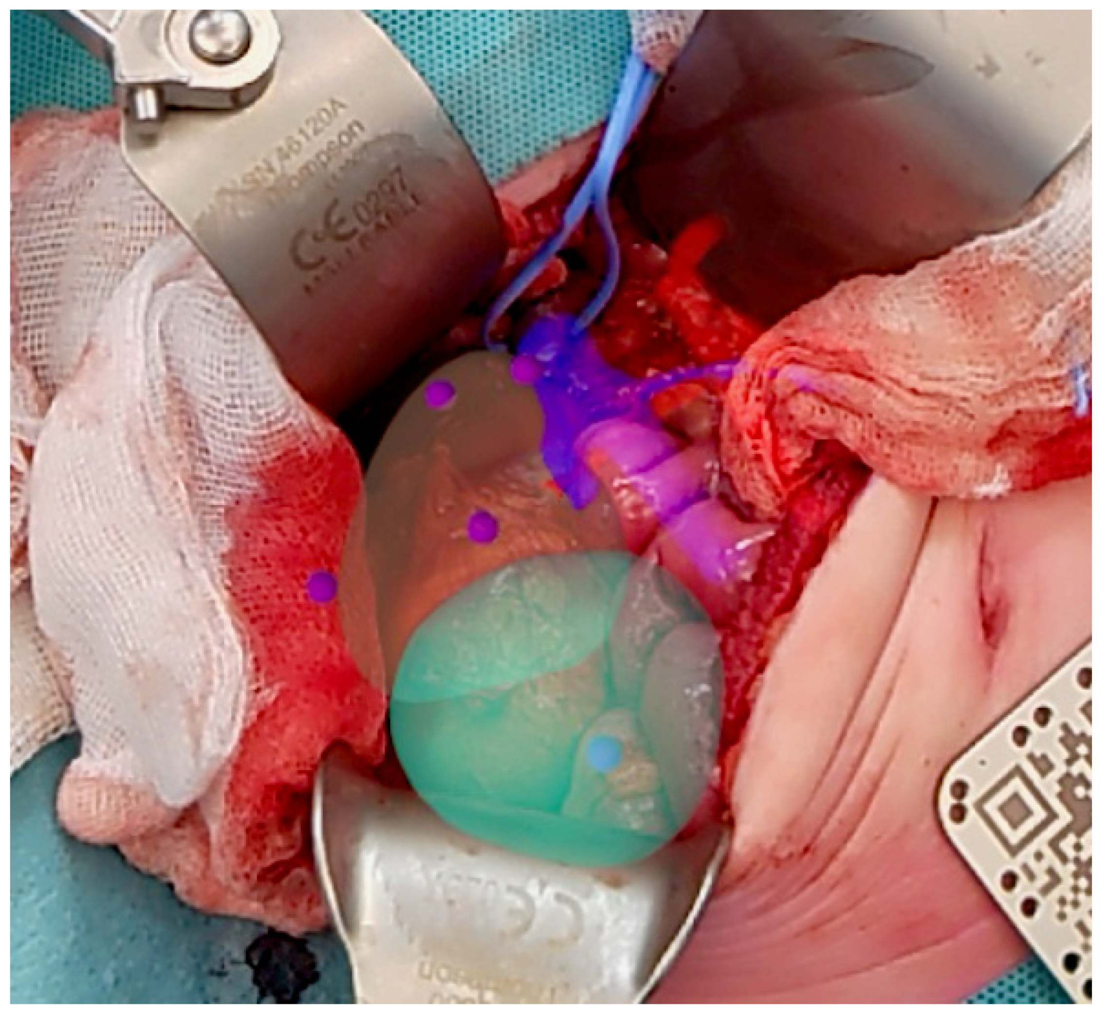 Bioengineering 12 00896 g002