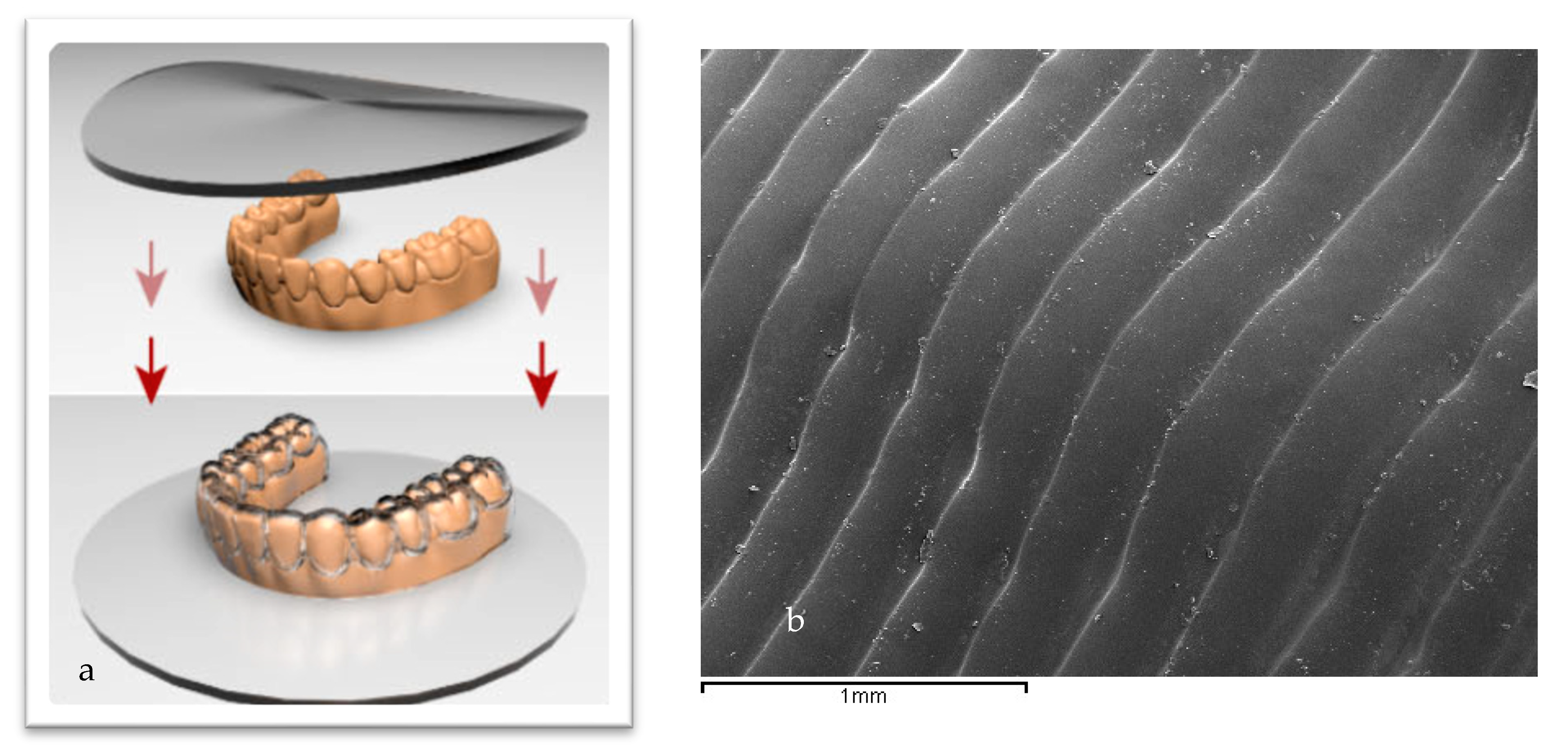 Bioengineering 12 00898 g001