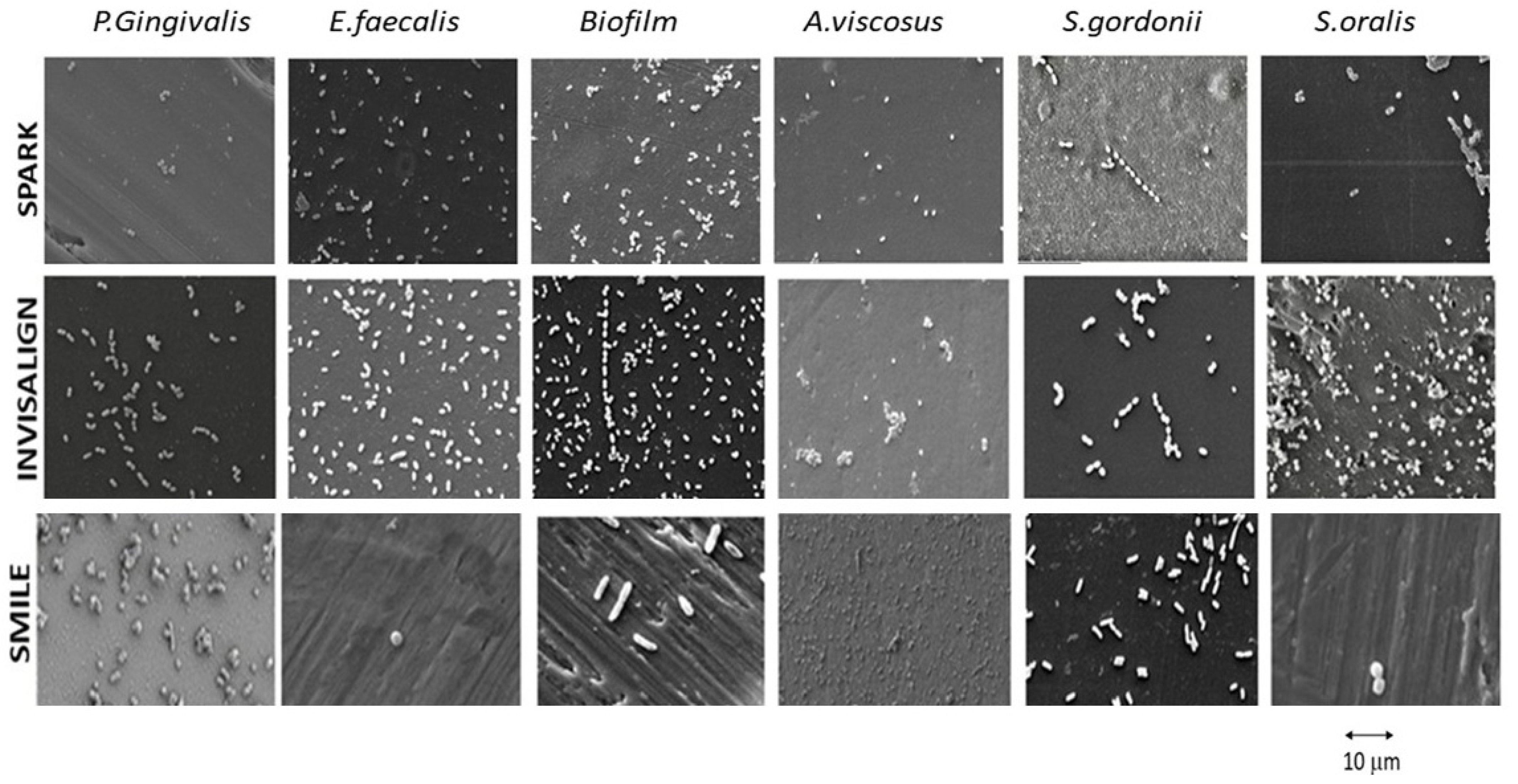 Bioengineering 12 00898 g002