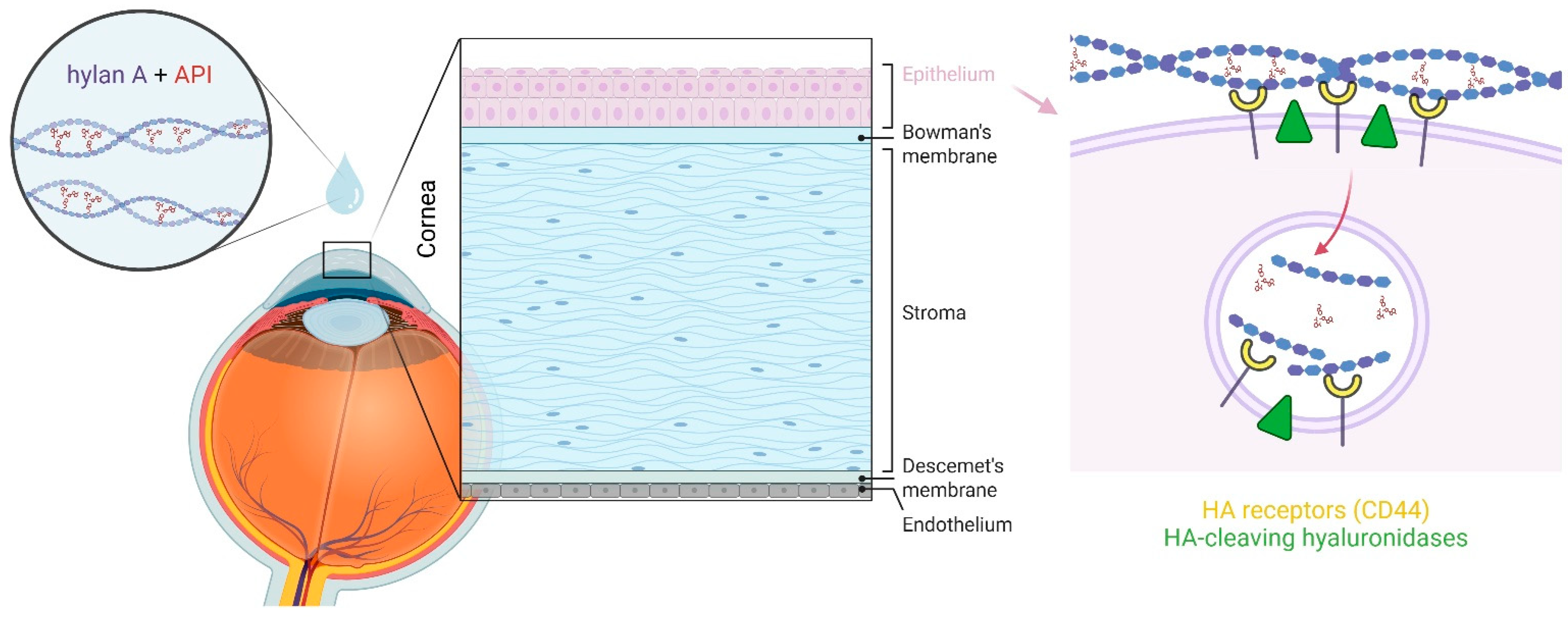 Bioengineering 12 00907 g002 Bioengineering 12 00907 g002