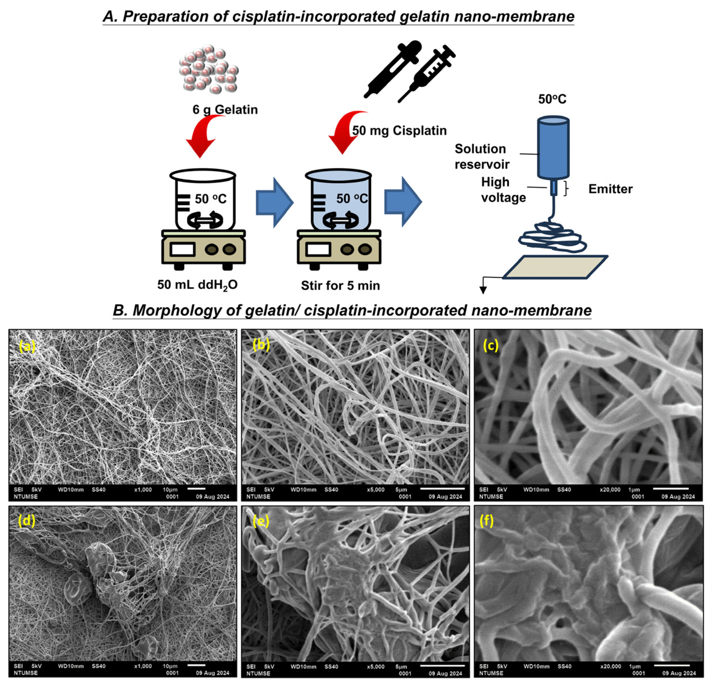 Bioengineering 12 00910 g001