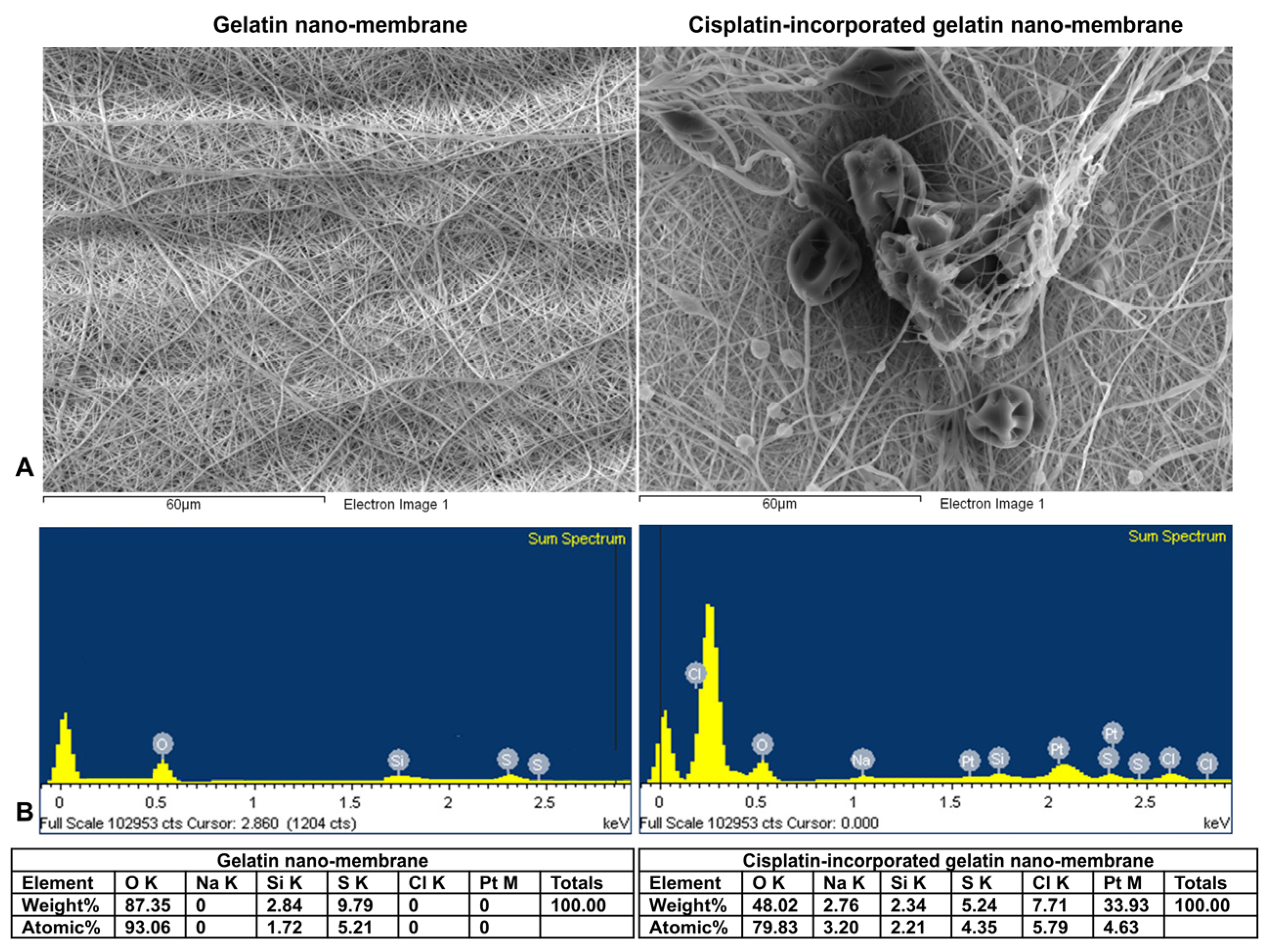 Bioengineering 12 00910 g002