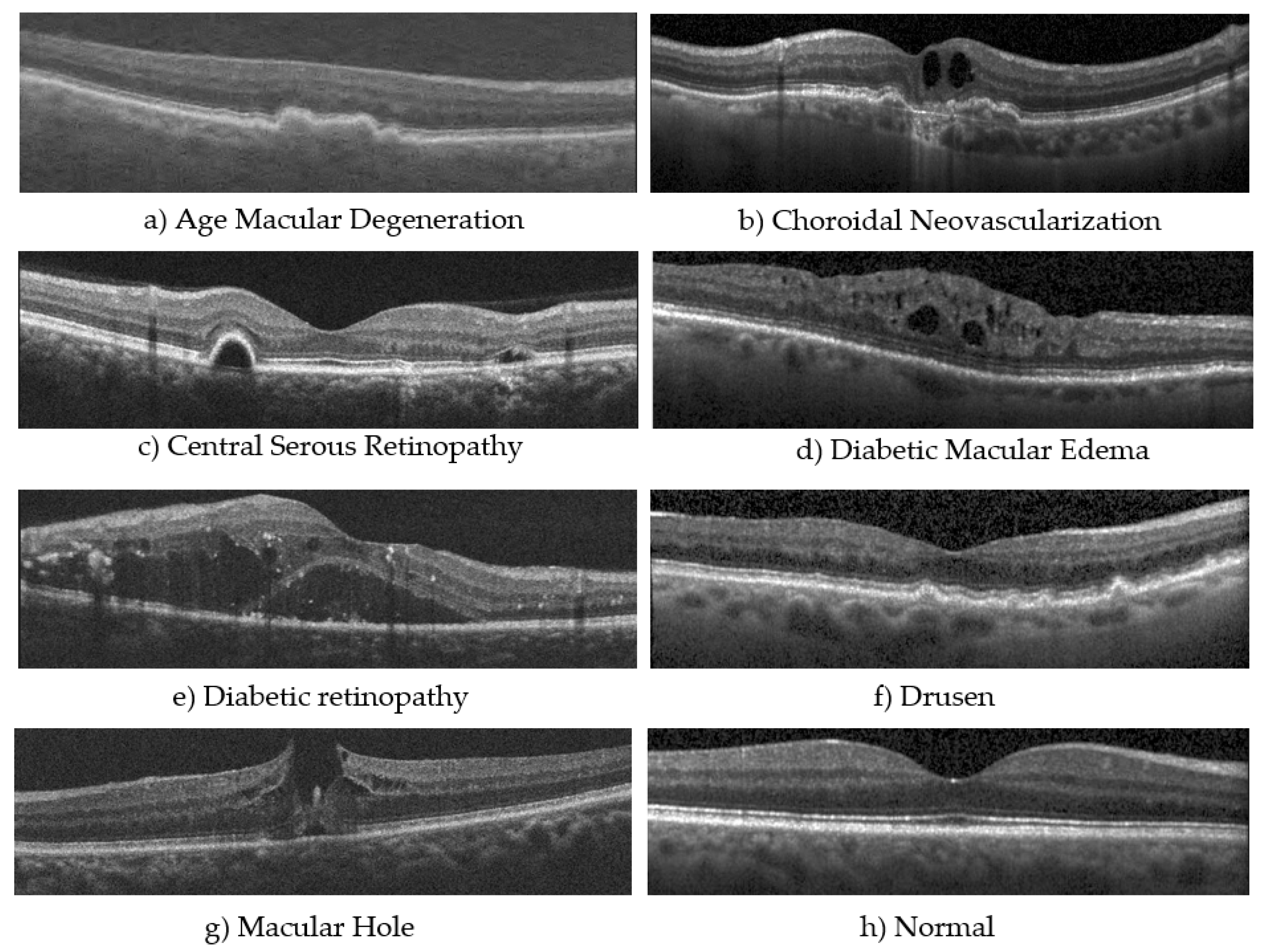 Bioengineering 12 00914 g001