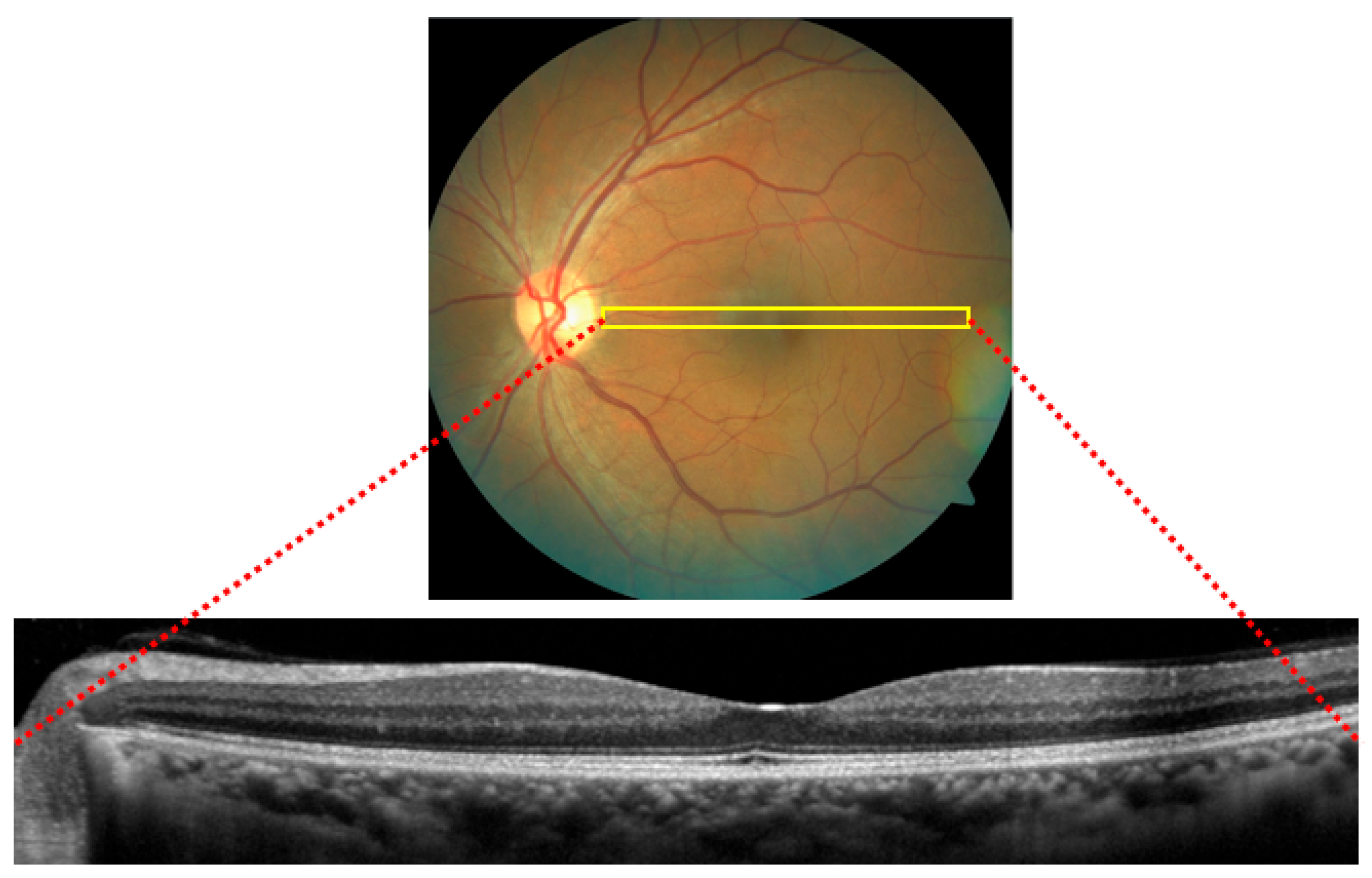 Bioengineering 12 00914 g002