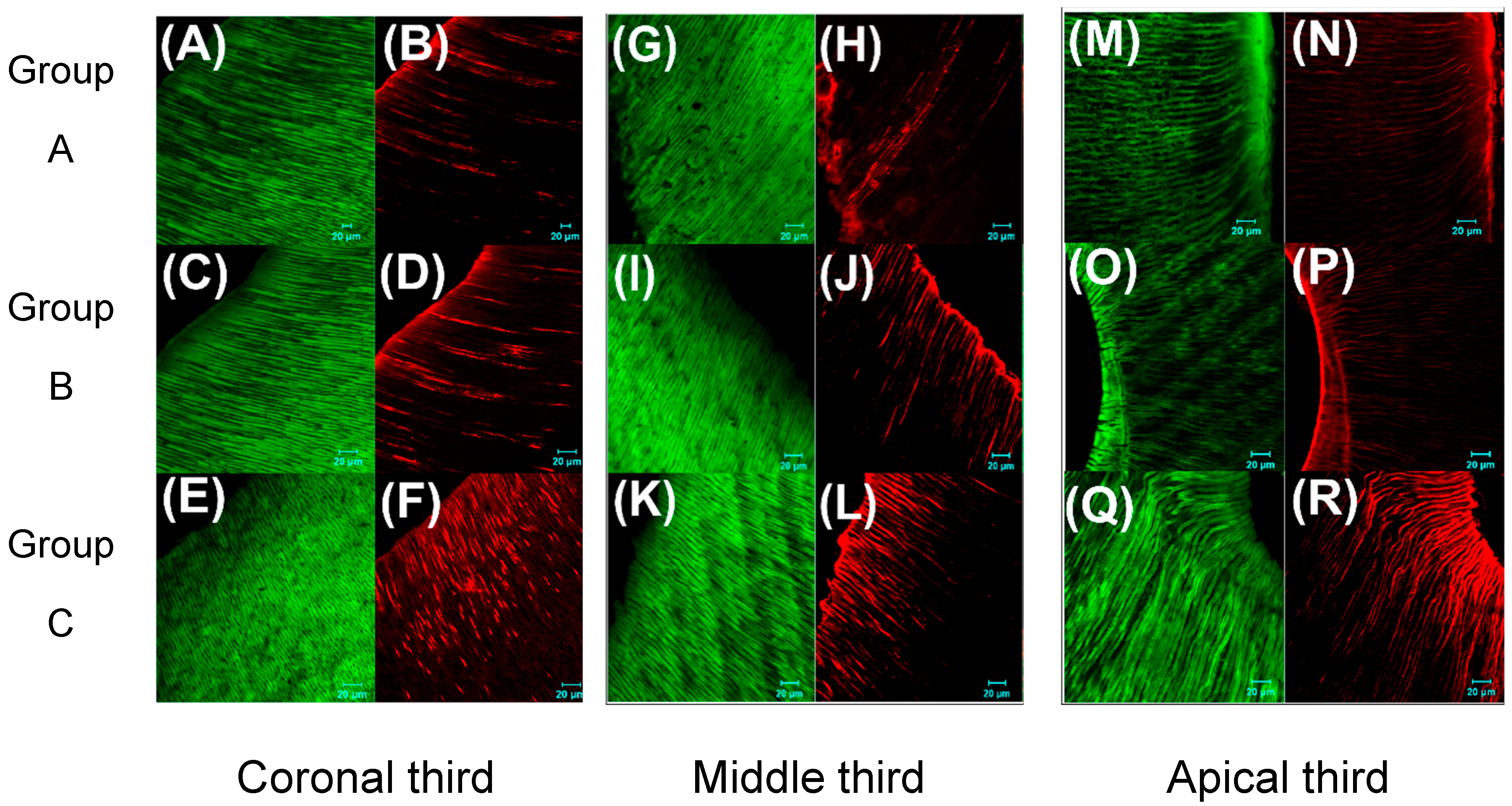 Bioengineering 12 00917 g003