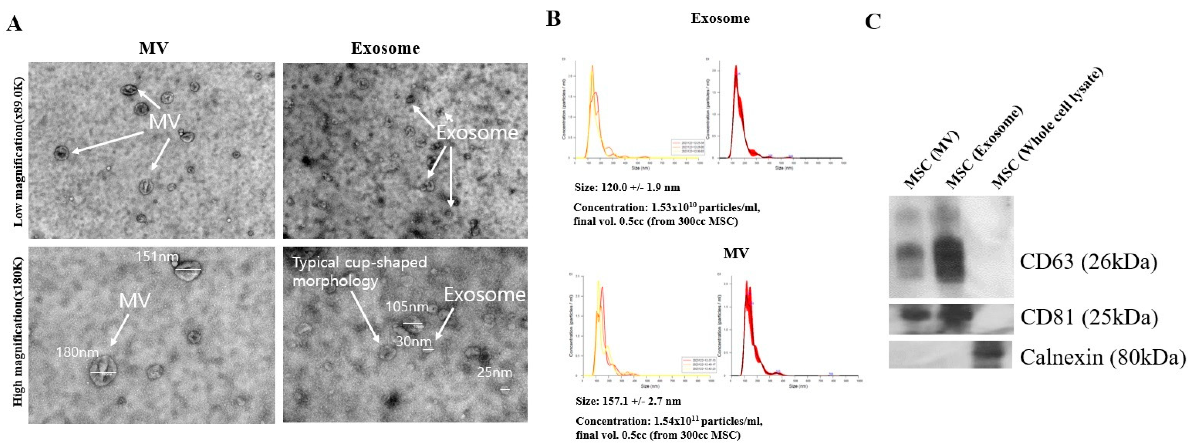 Bioengineering 12 00919 g001