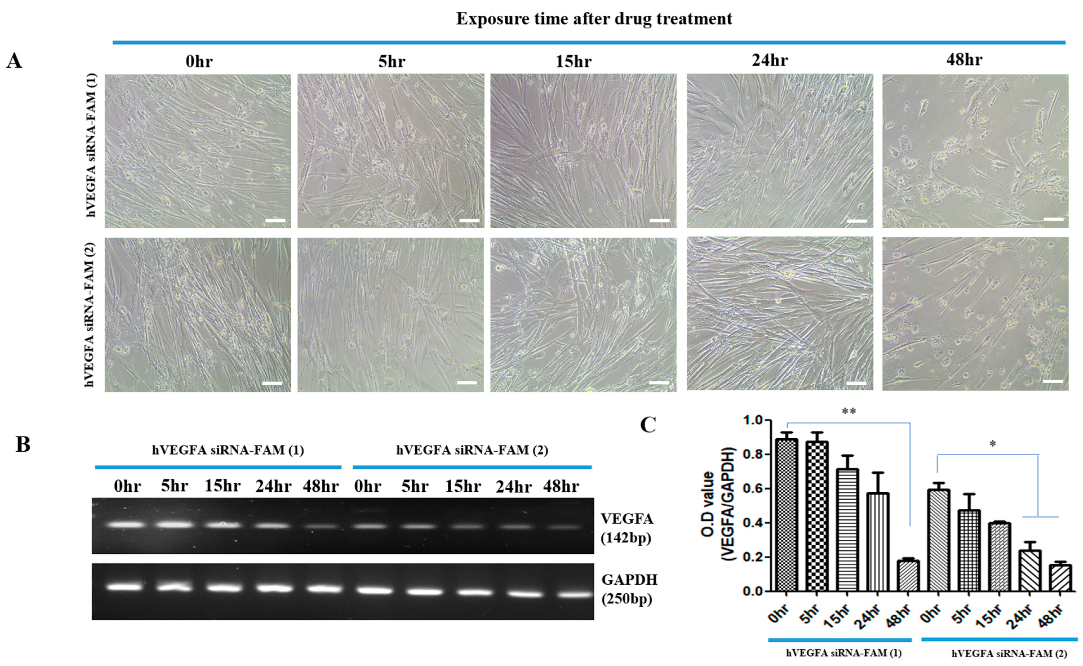 Bioengineering 12 00919 g003