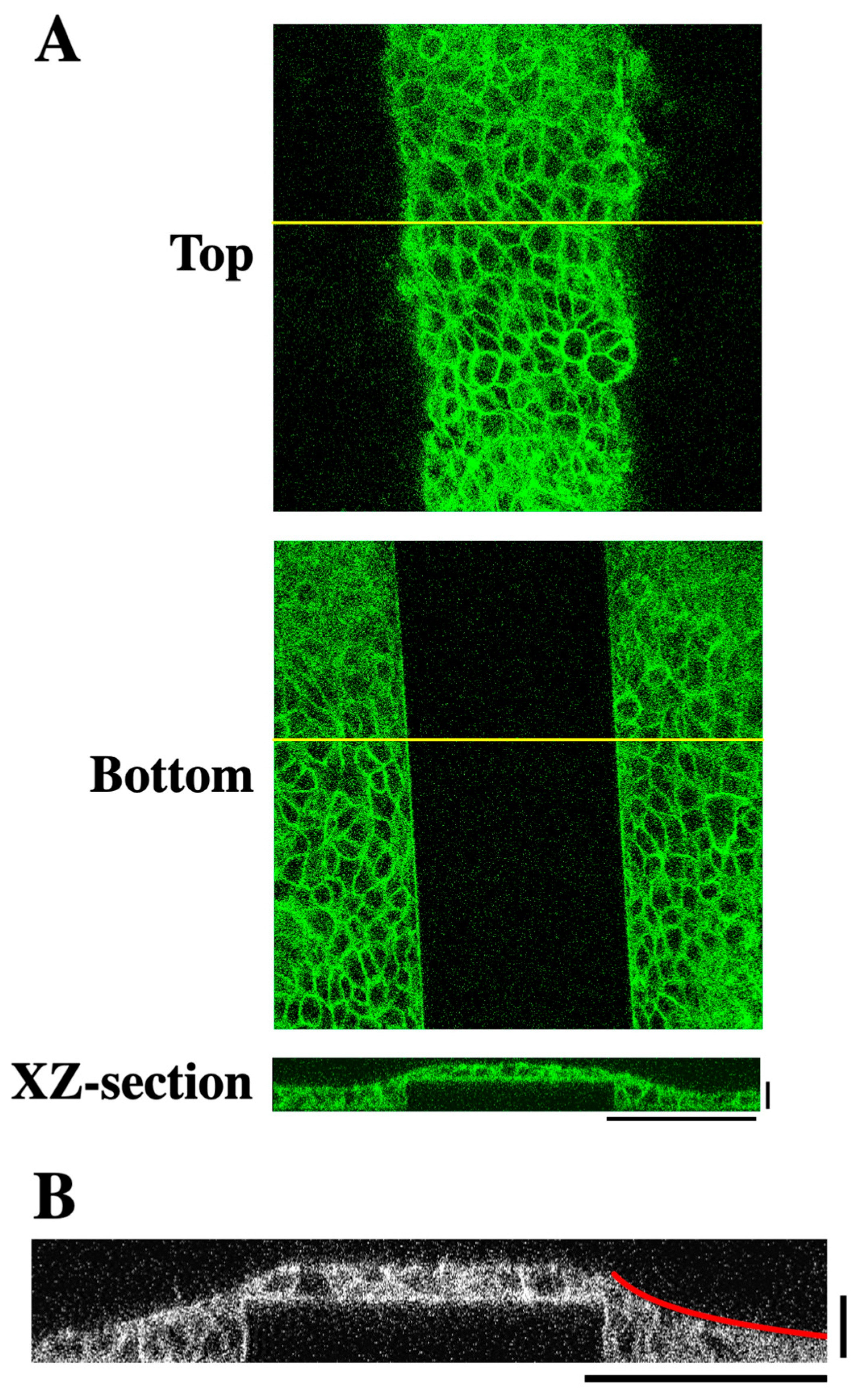 Bioengineering 12 00929 g002