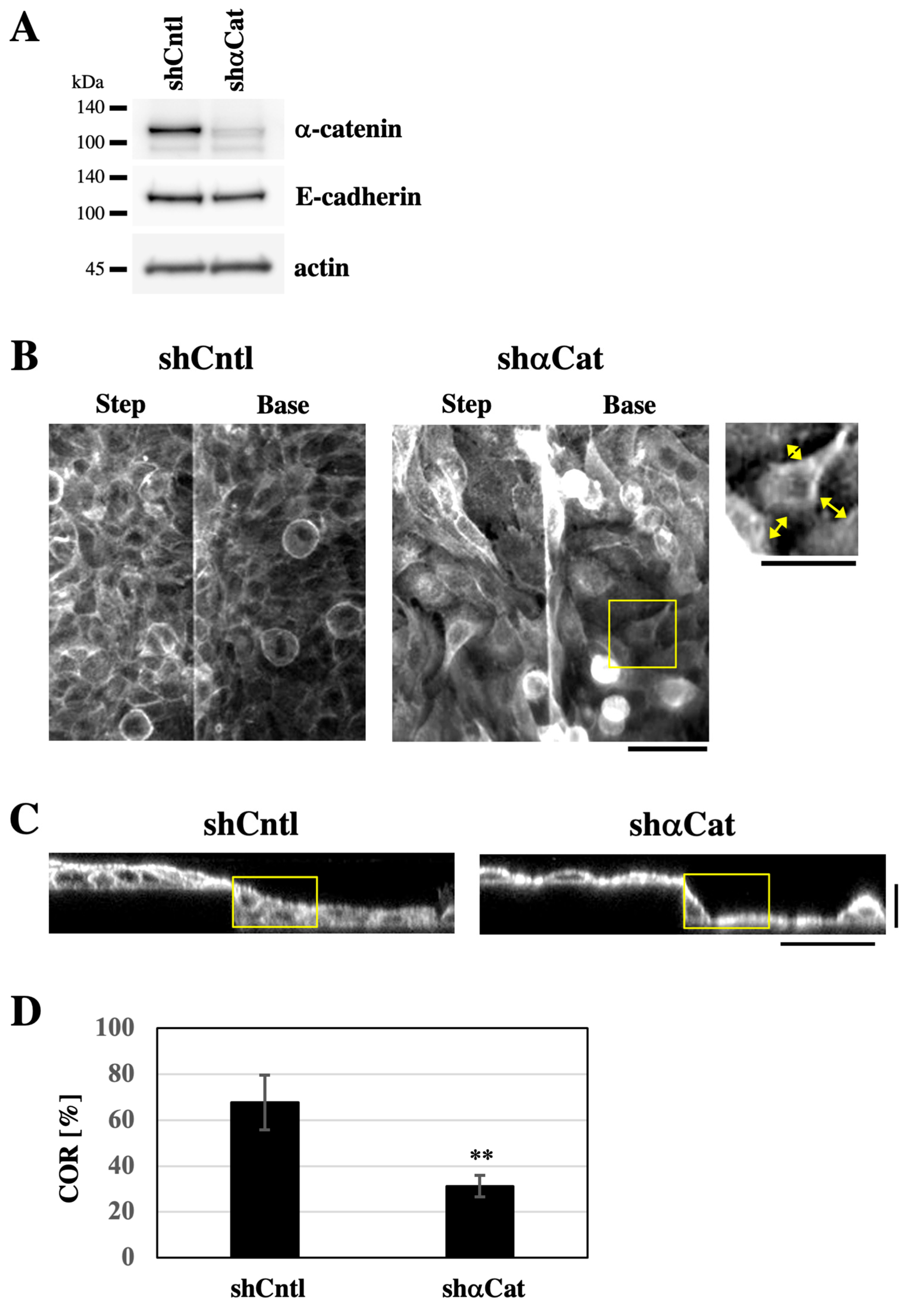 Bioengineering 12 00929 g003