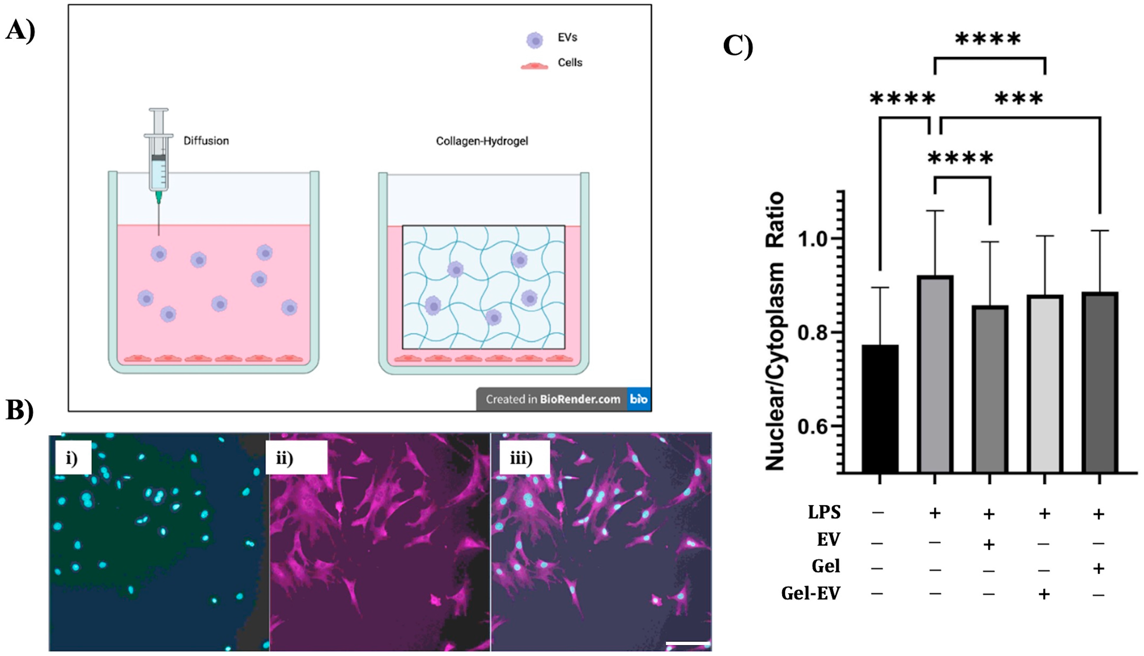 Bioengineering 12 00933 g007